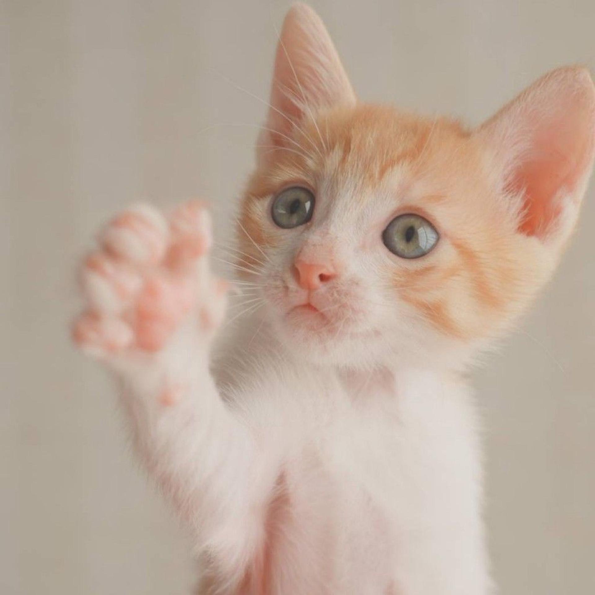 pet-image-4