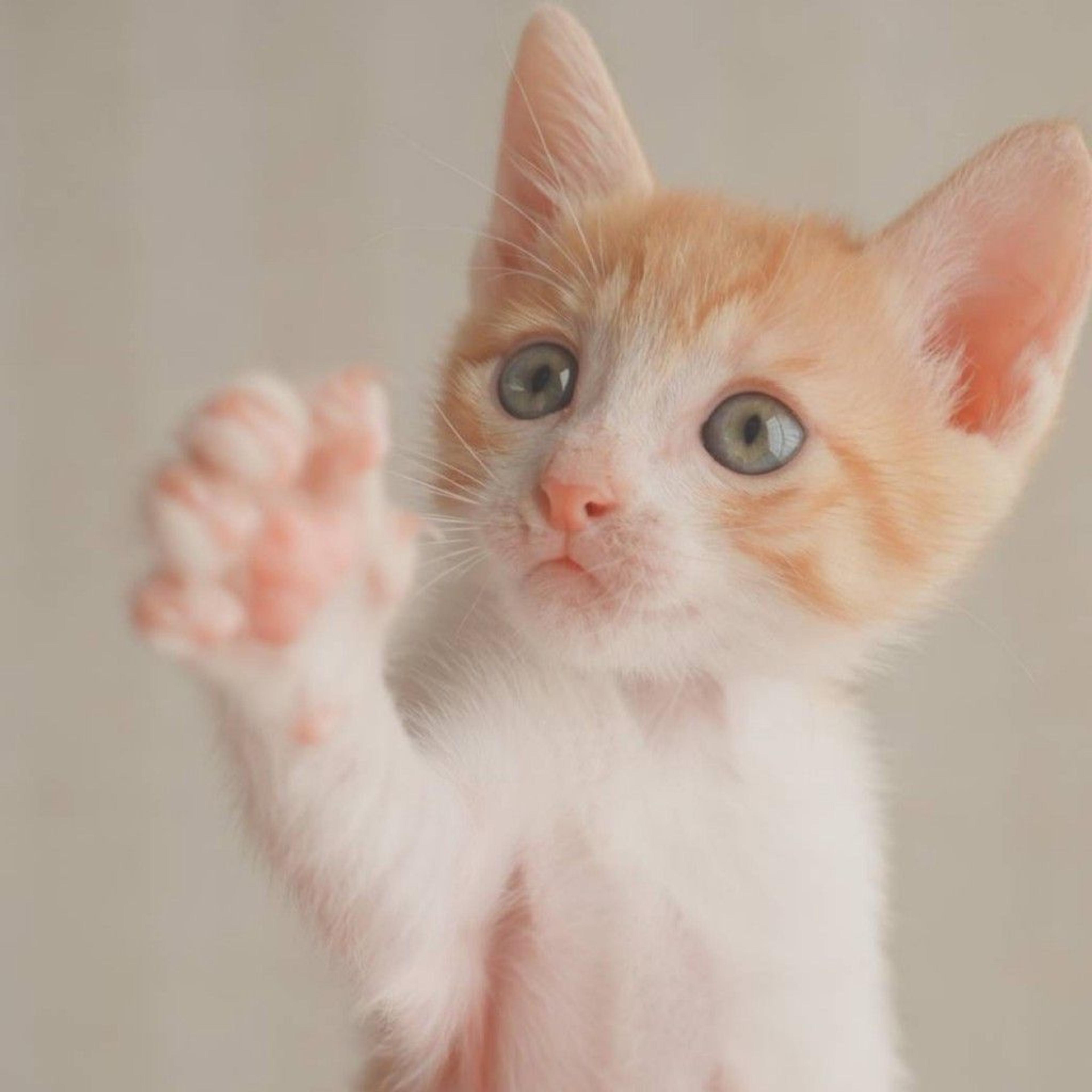 pet-image-4