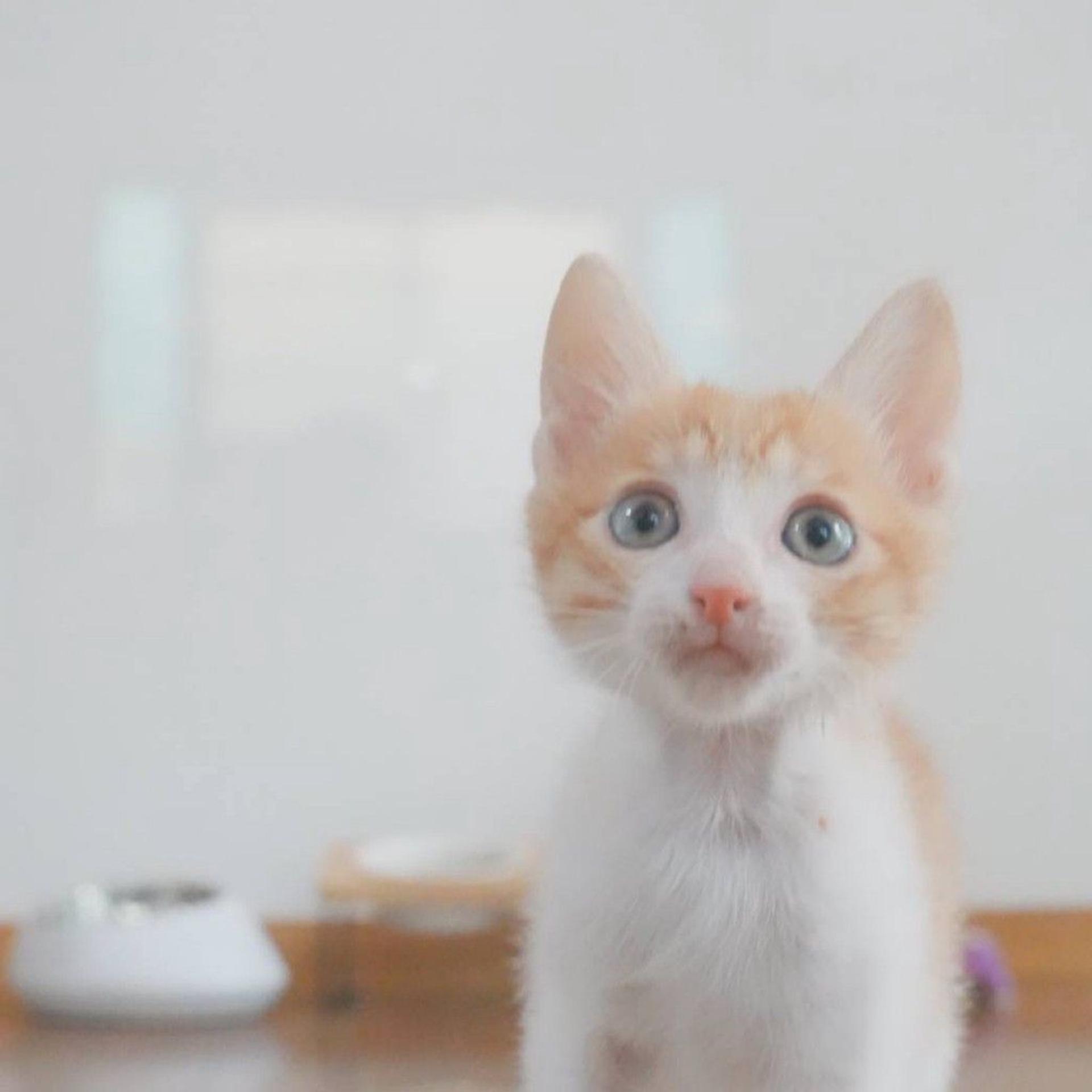 pet-image-6