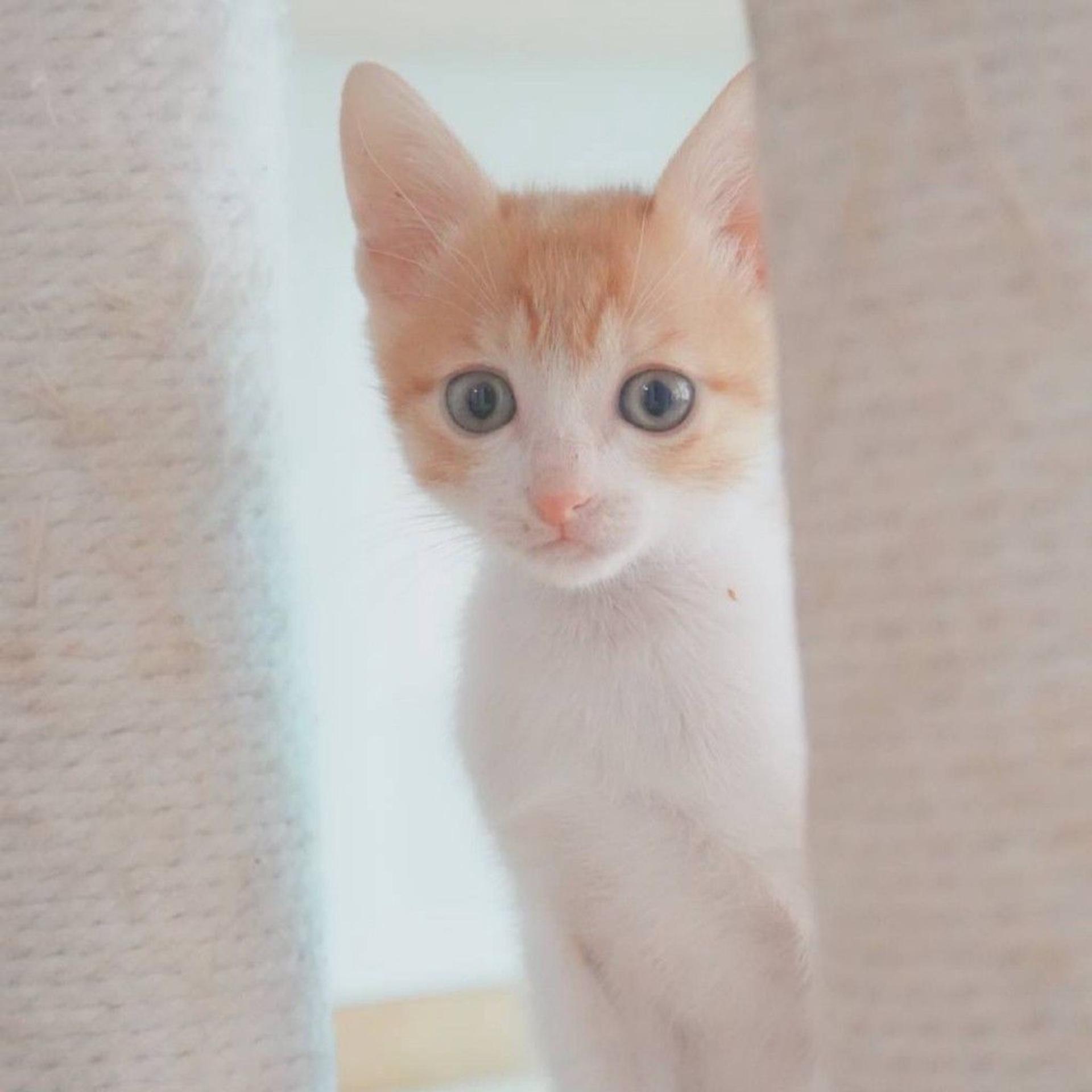 pet-image-7