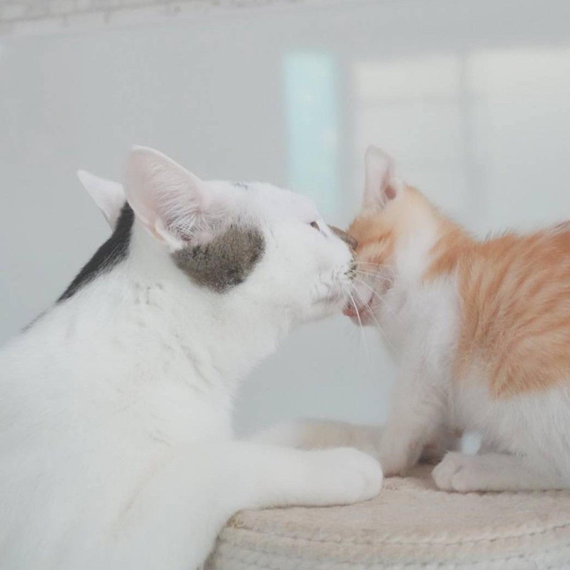 pet-image-8