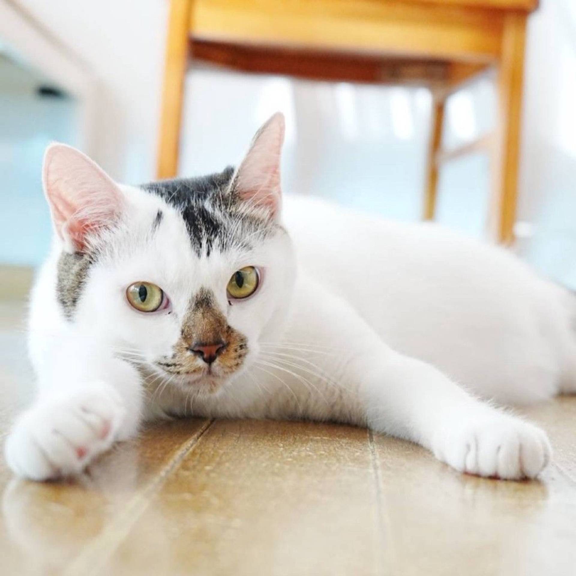 雑種（ミックス猫）・オスの里親募集の写真
