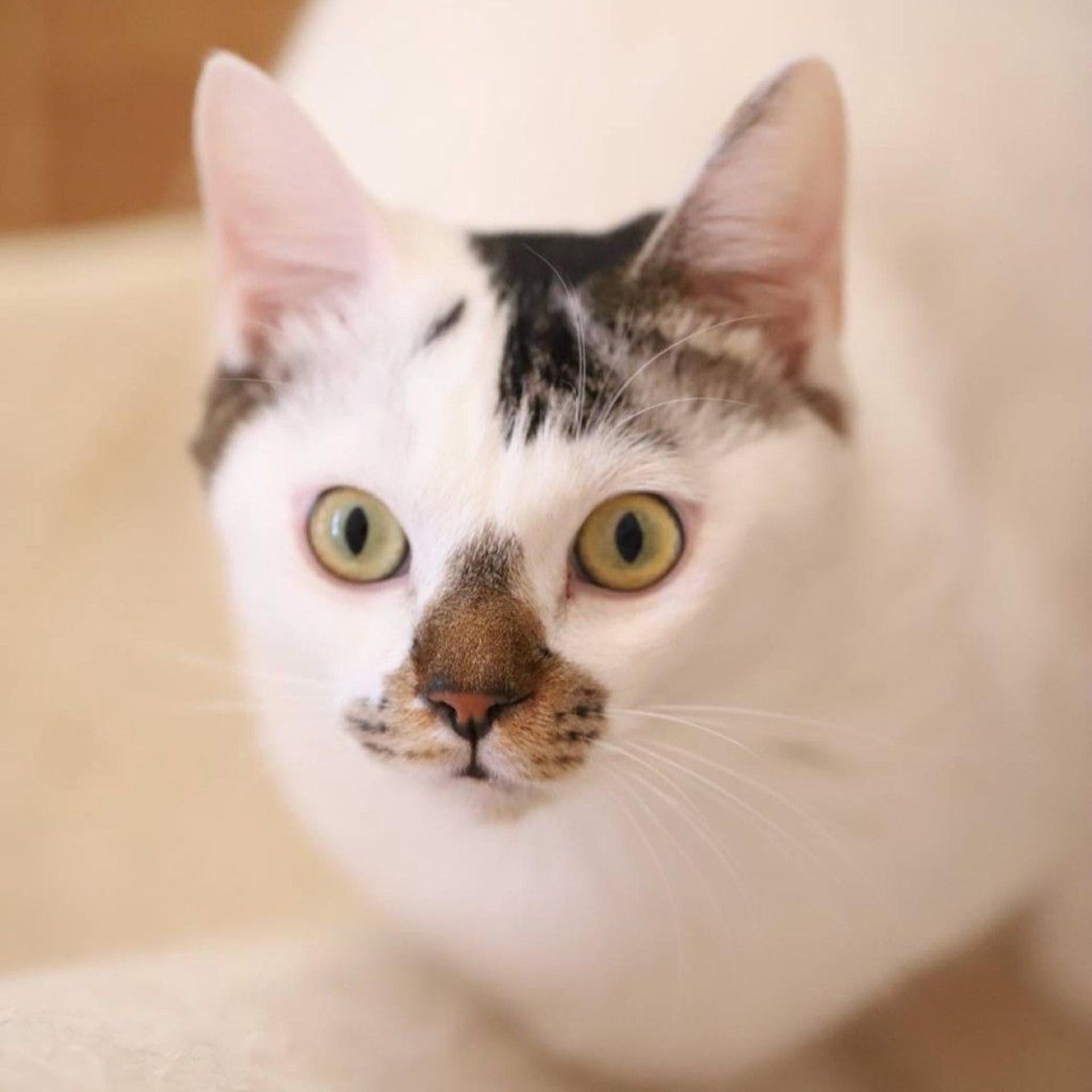 pet-image-2