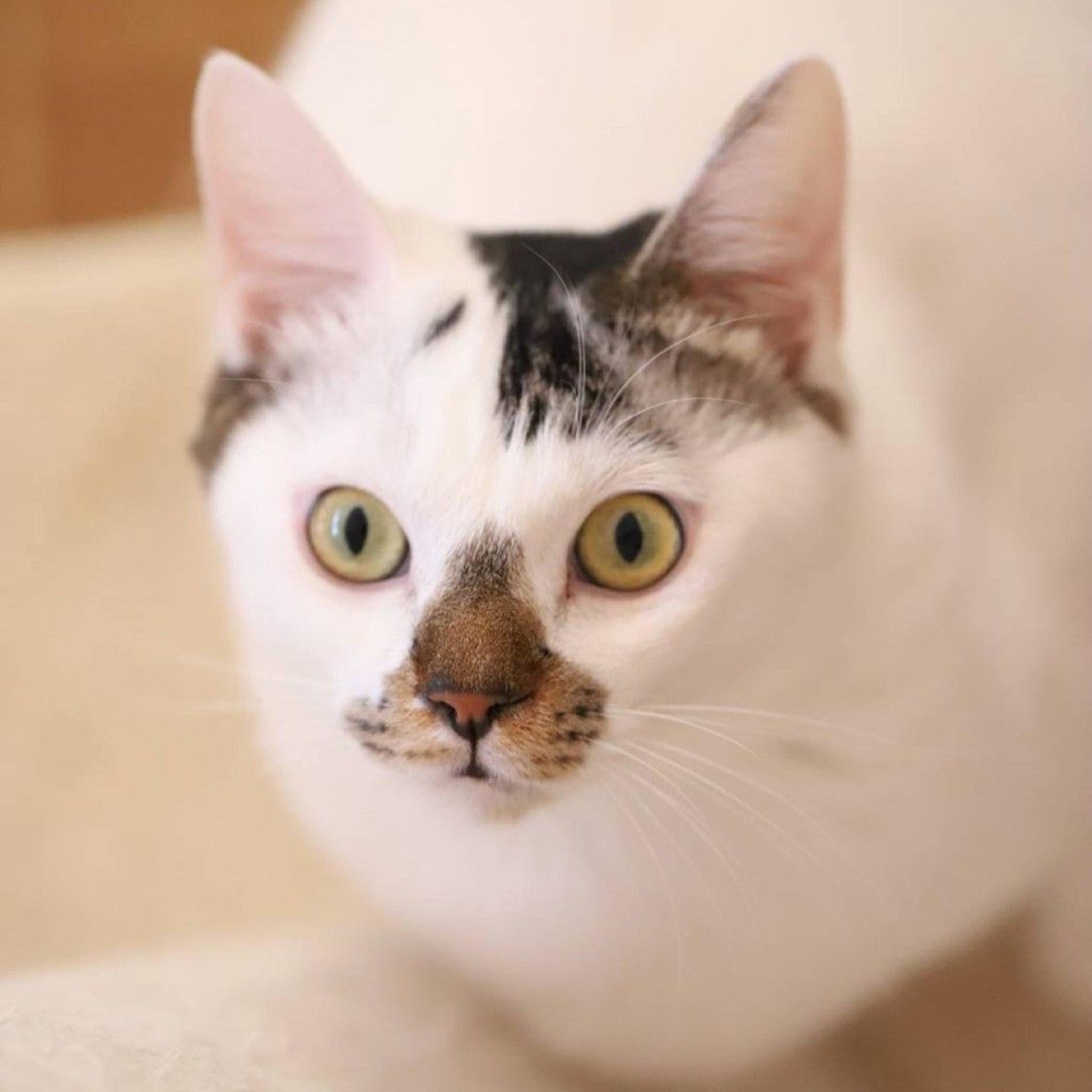 pet-image-2