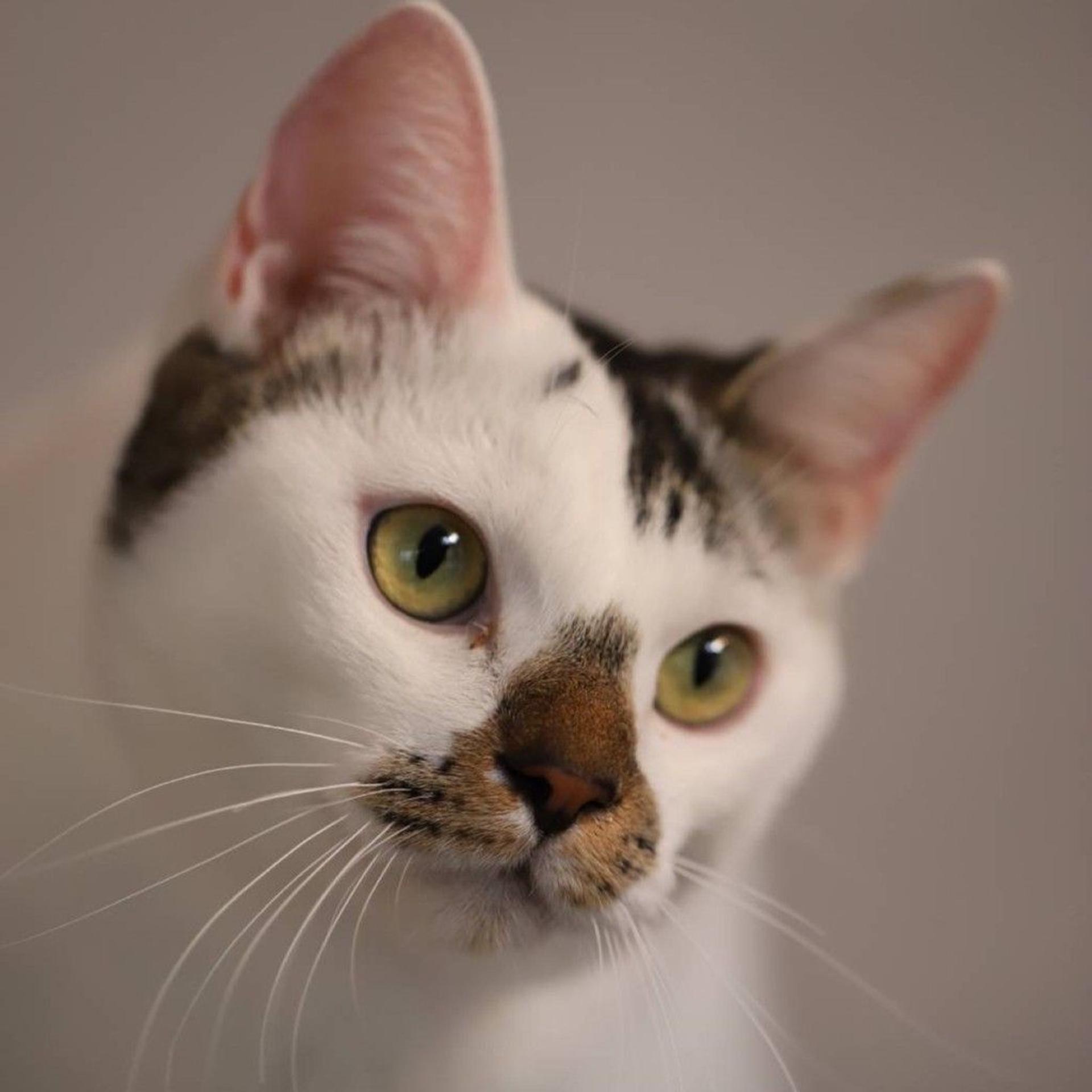 pet-image-3