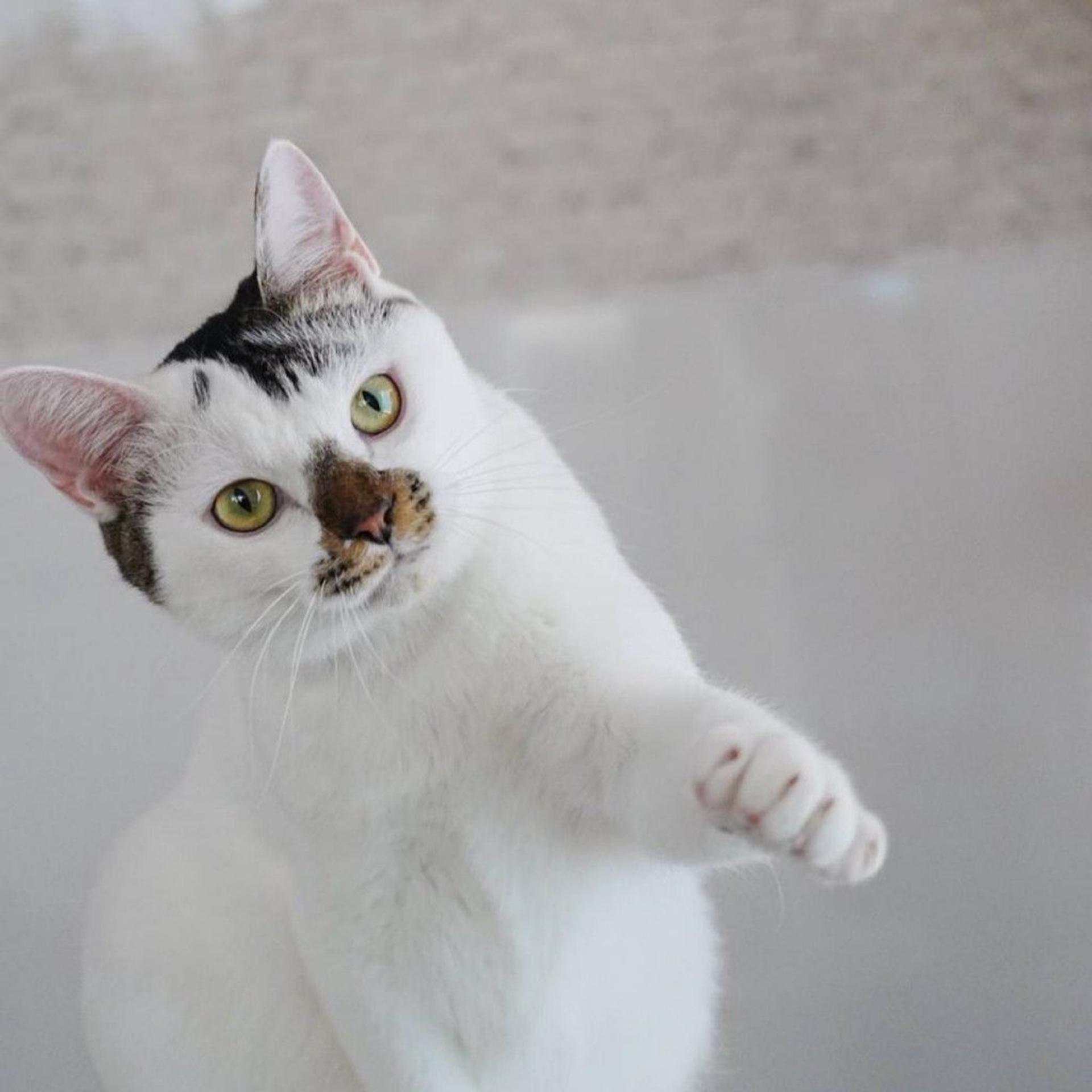 pet-image-4