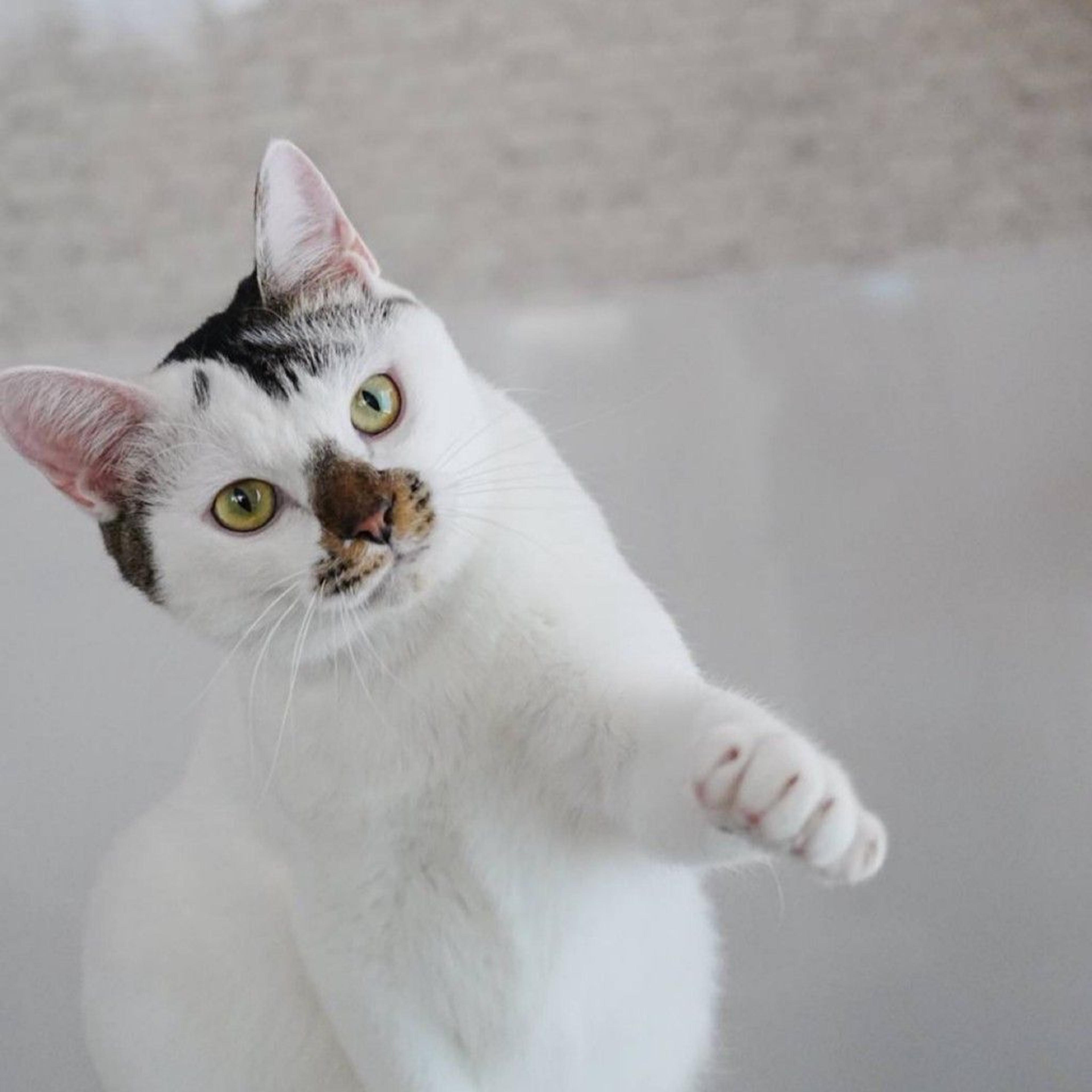 pet-image-4