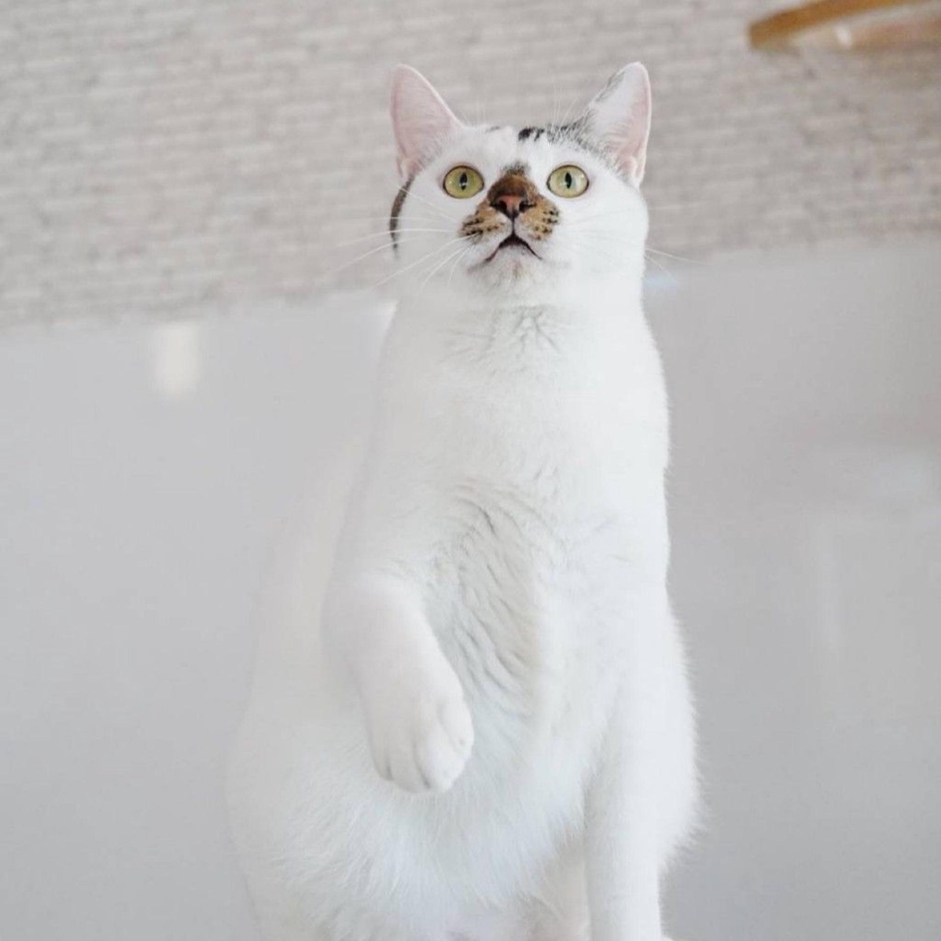pet-image-5