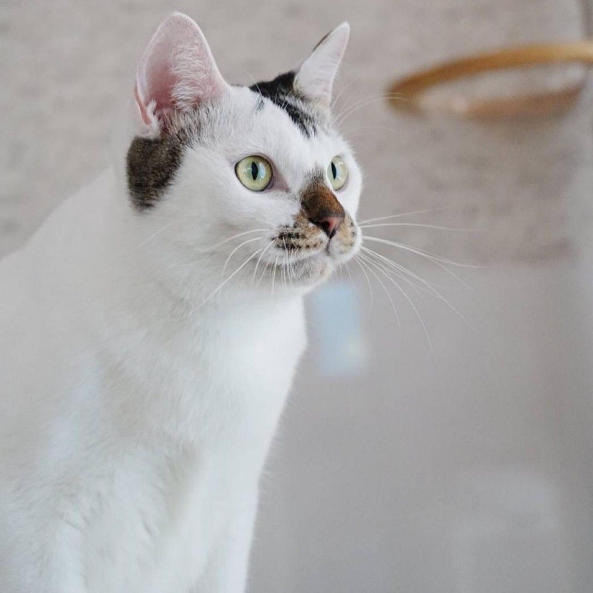 pet-image-7