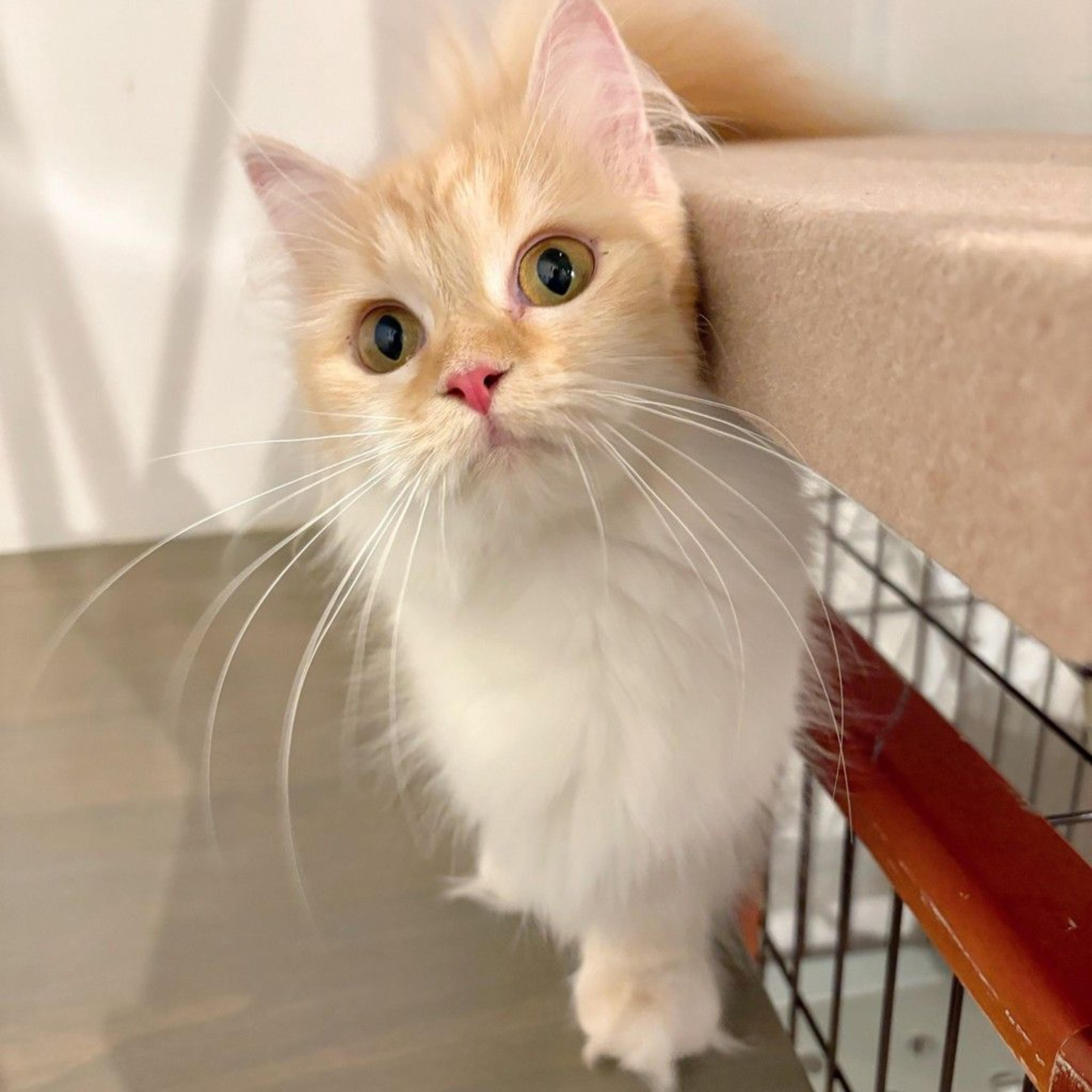 pet-image-2