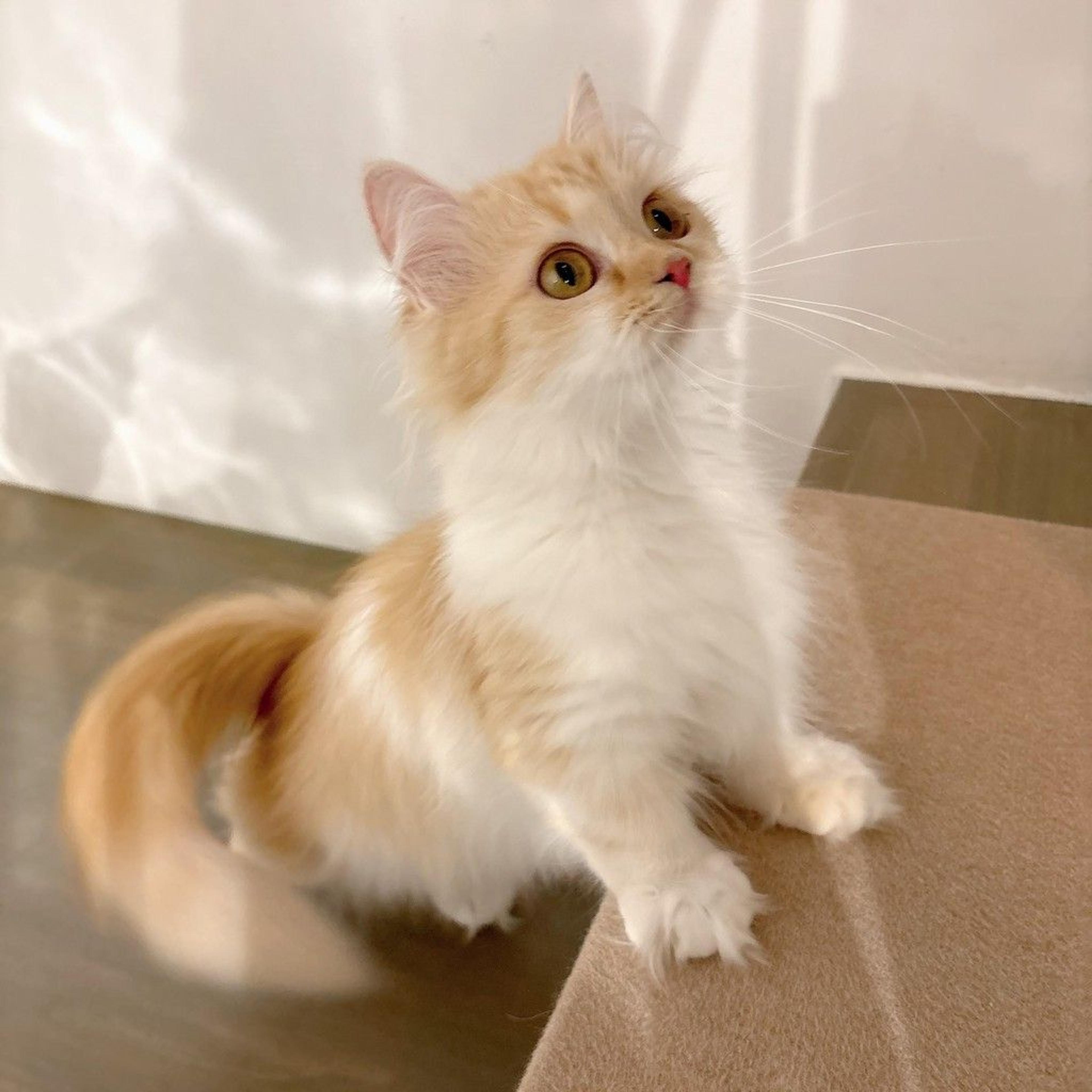 pet-image-3
