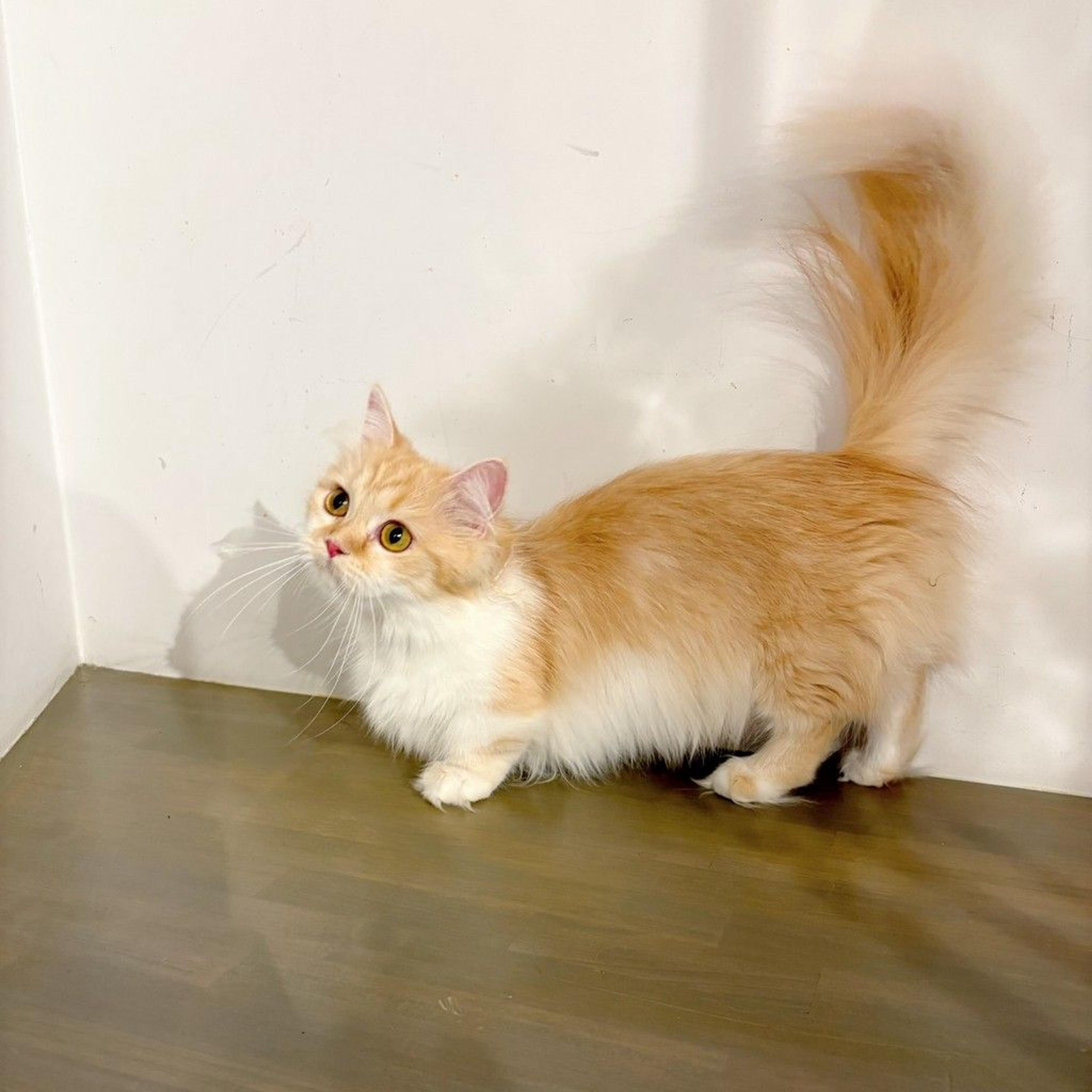 pet-image-4