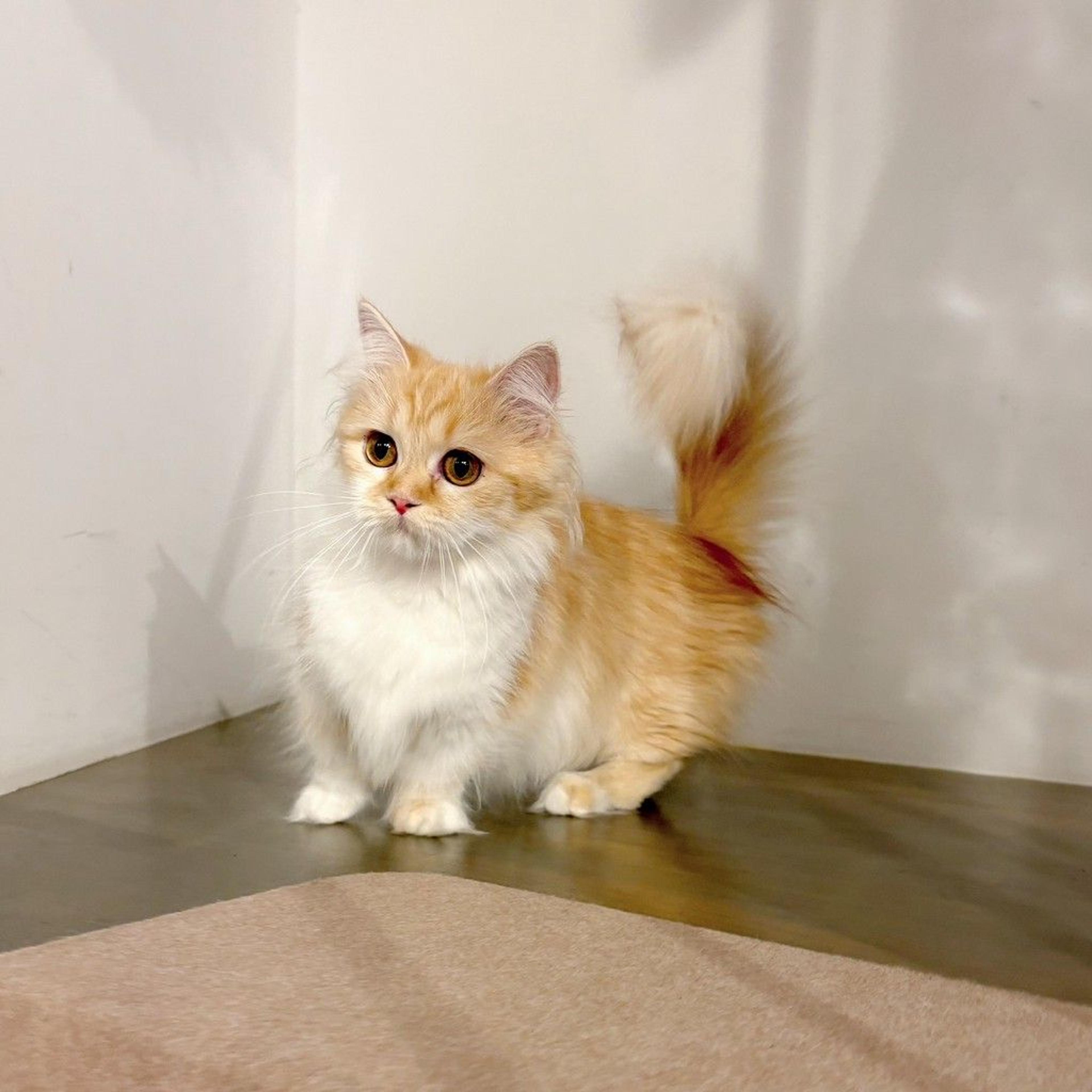 pet-image-5