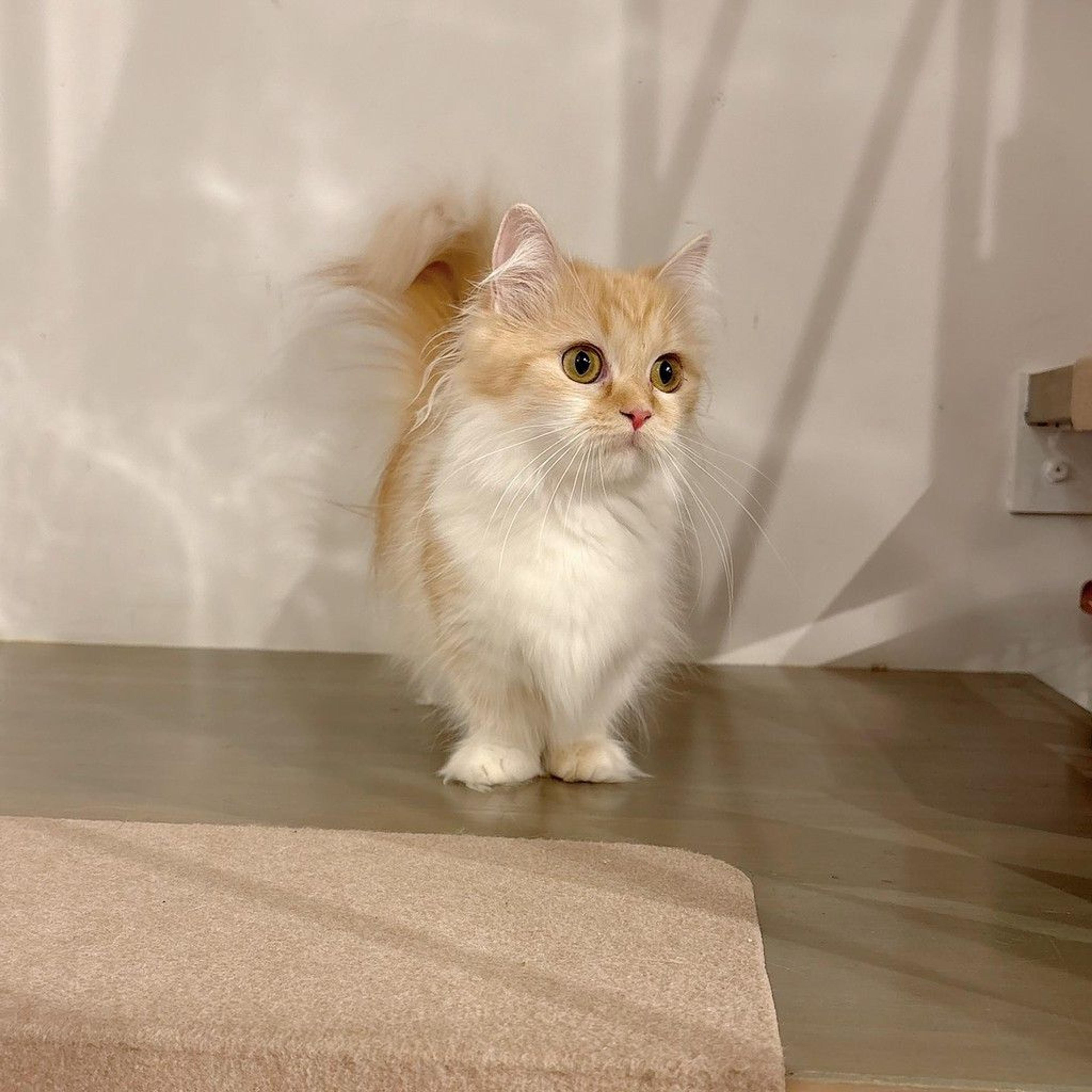 pet-image-6