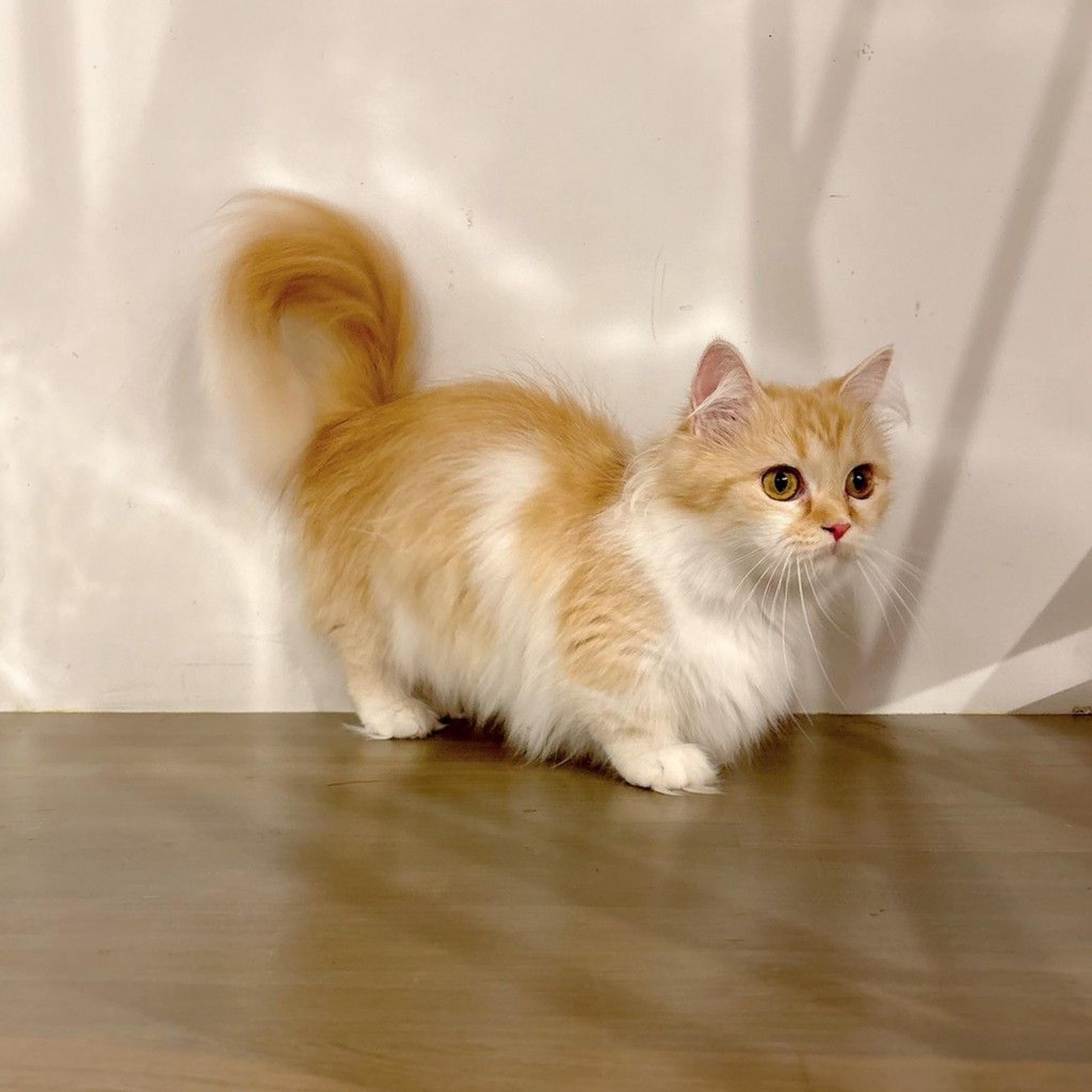 pet-image-7