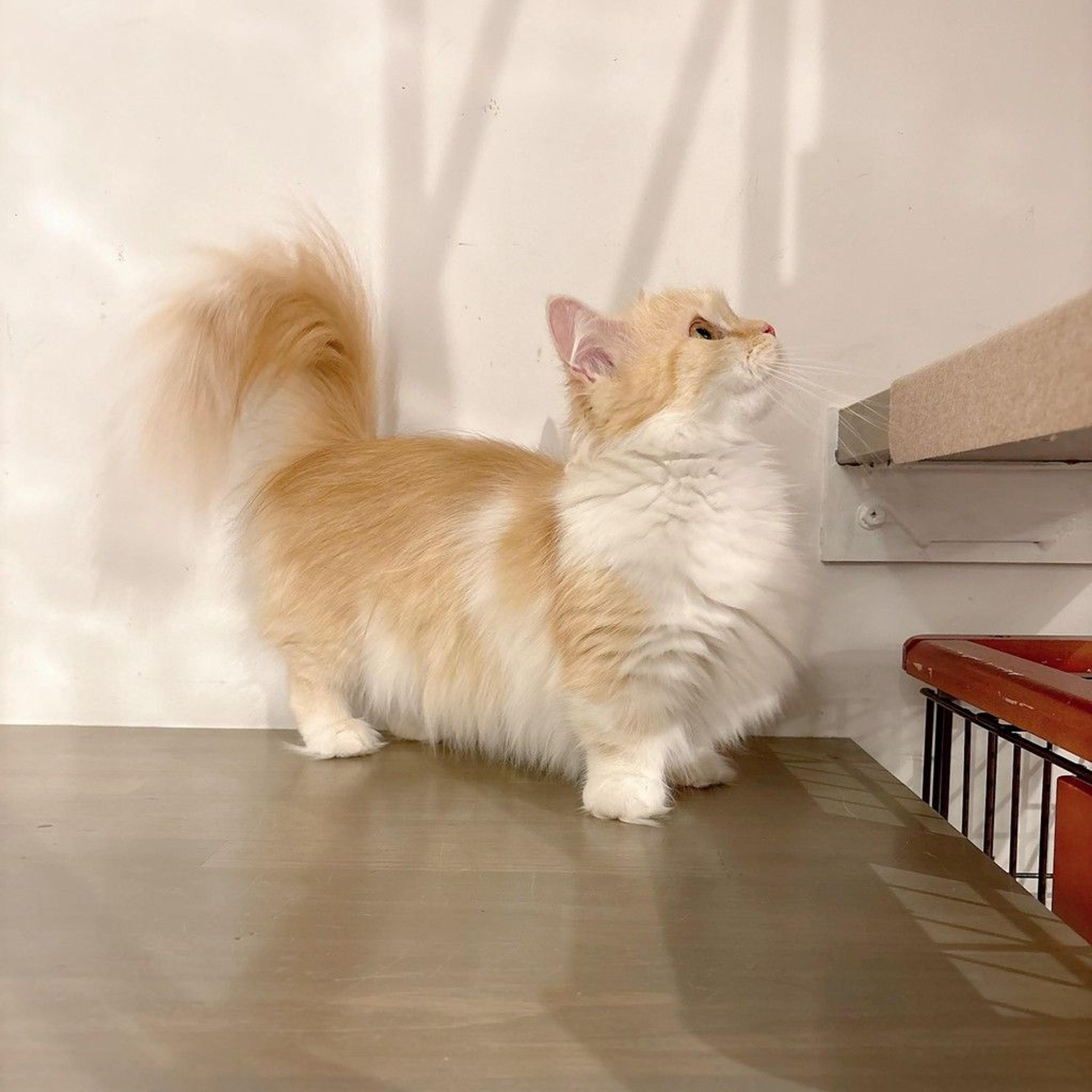pet-image-8