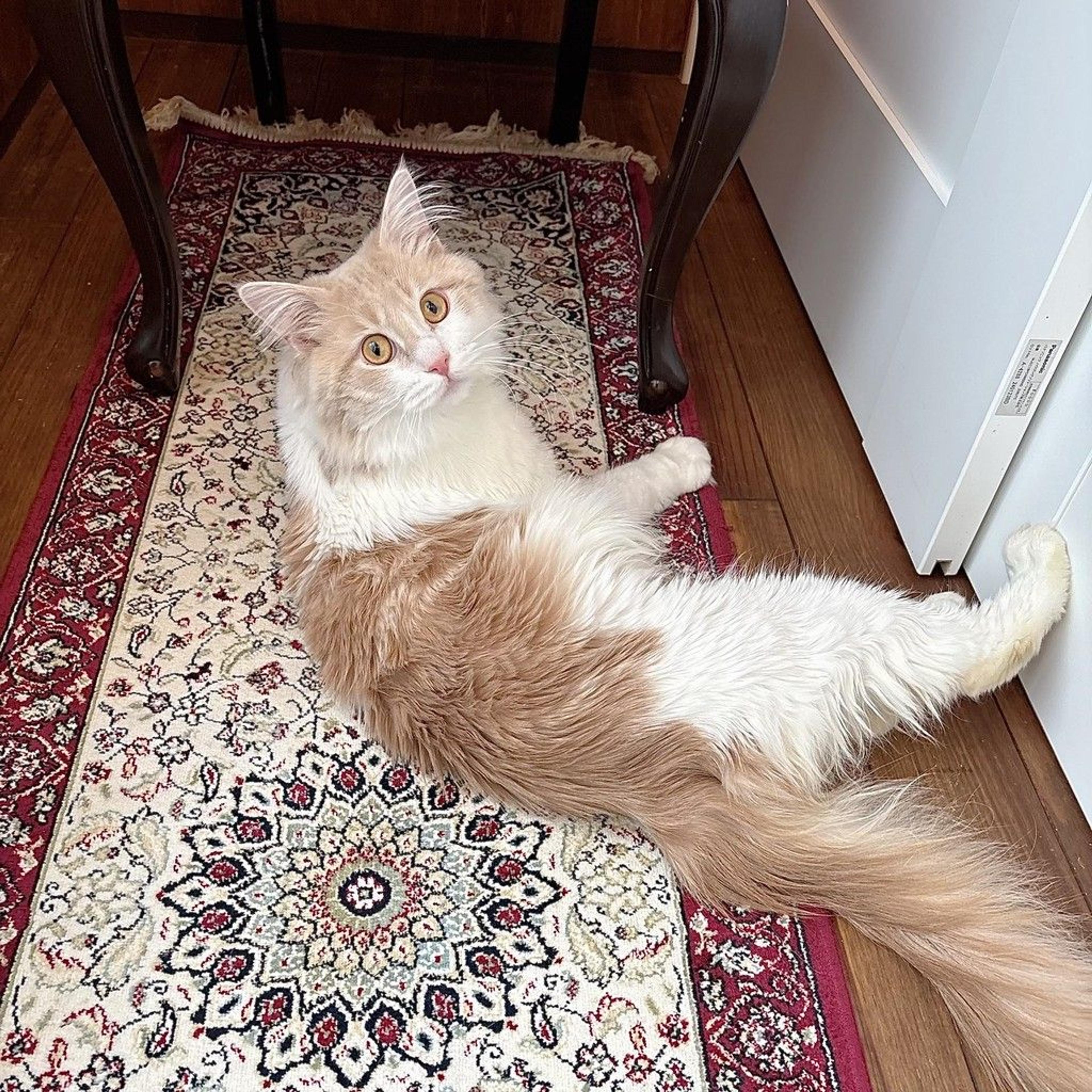 pet-image-2