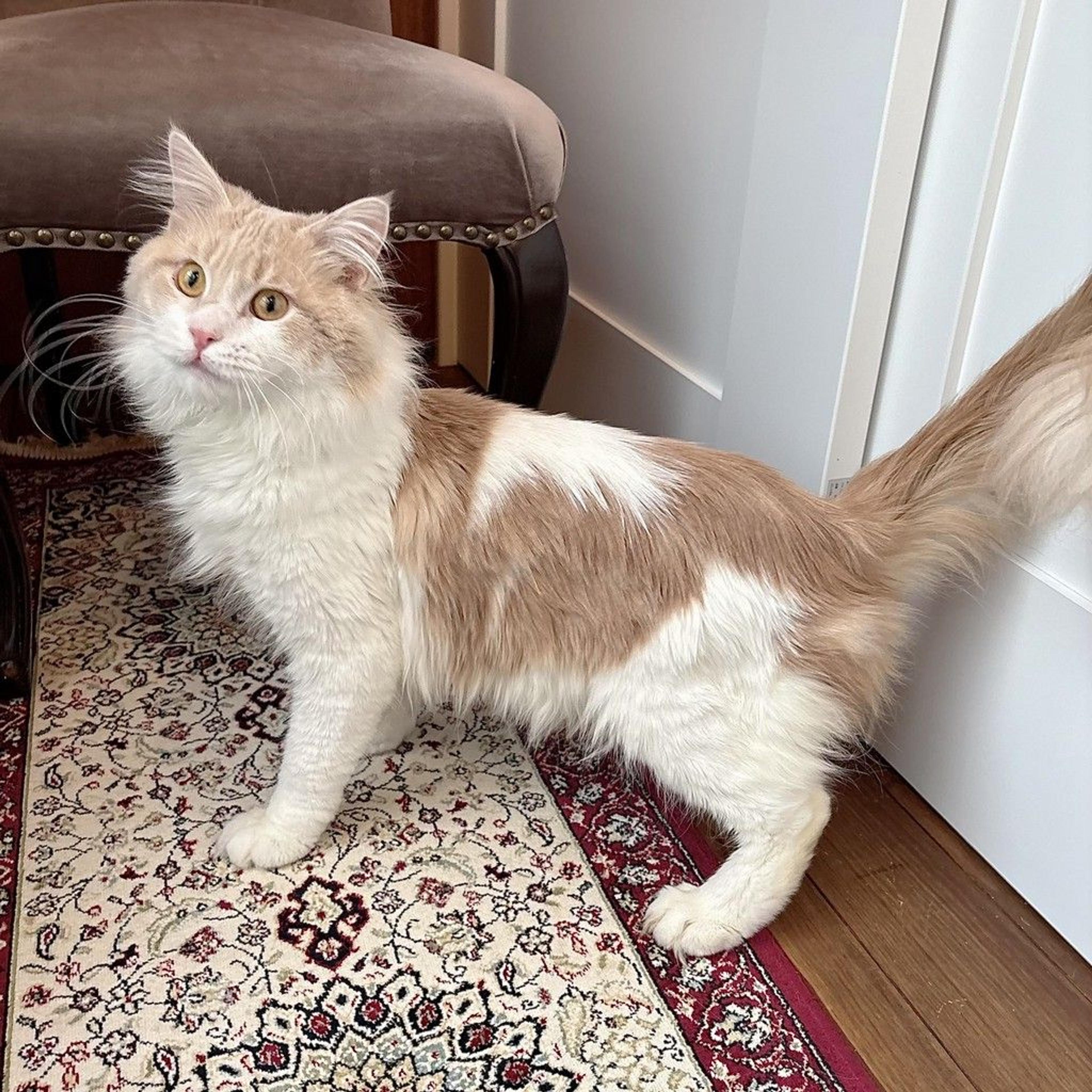 pet-image-3