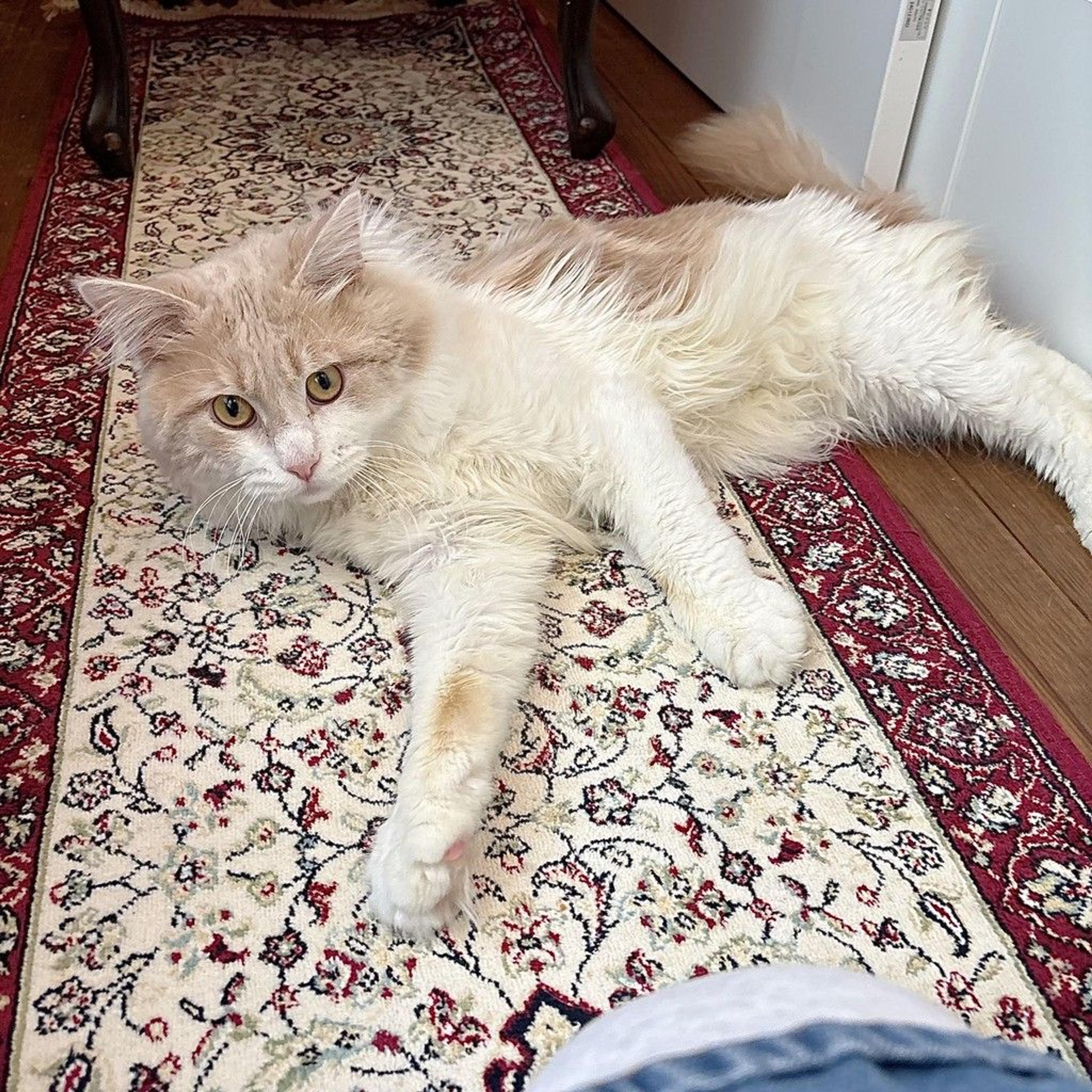 pet-image-4