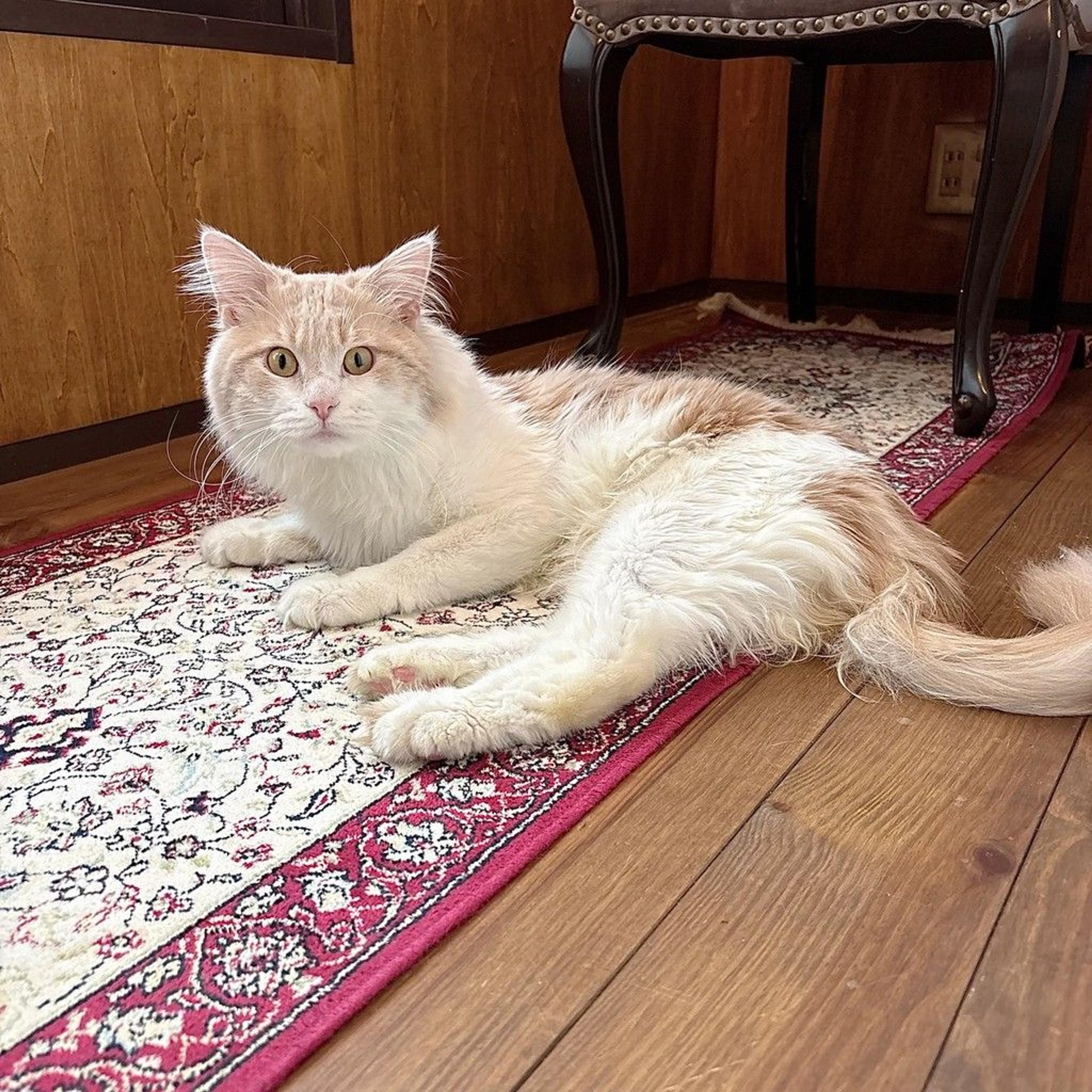 pet-image-5