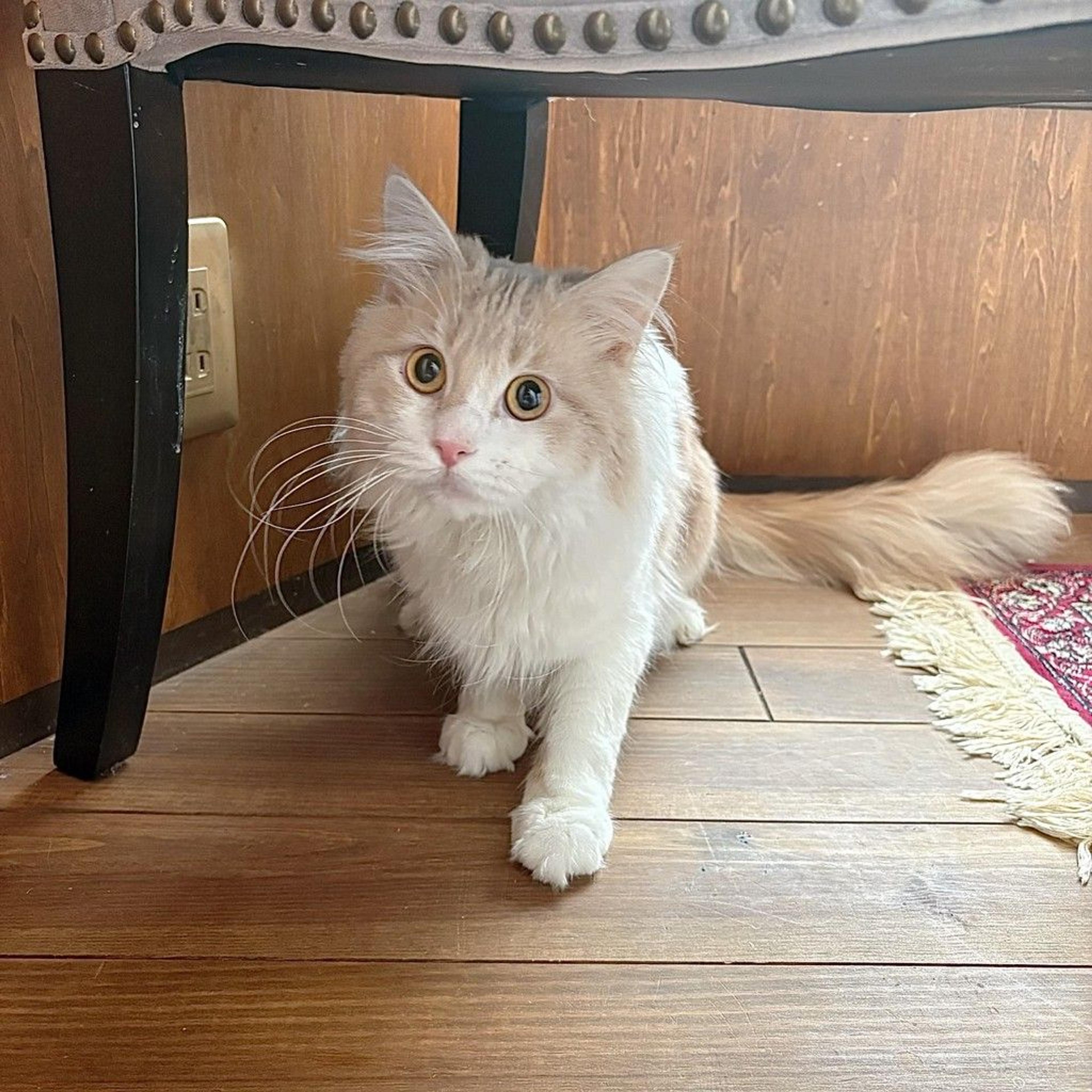 pet-image-6