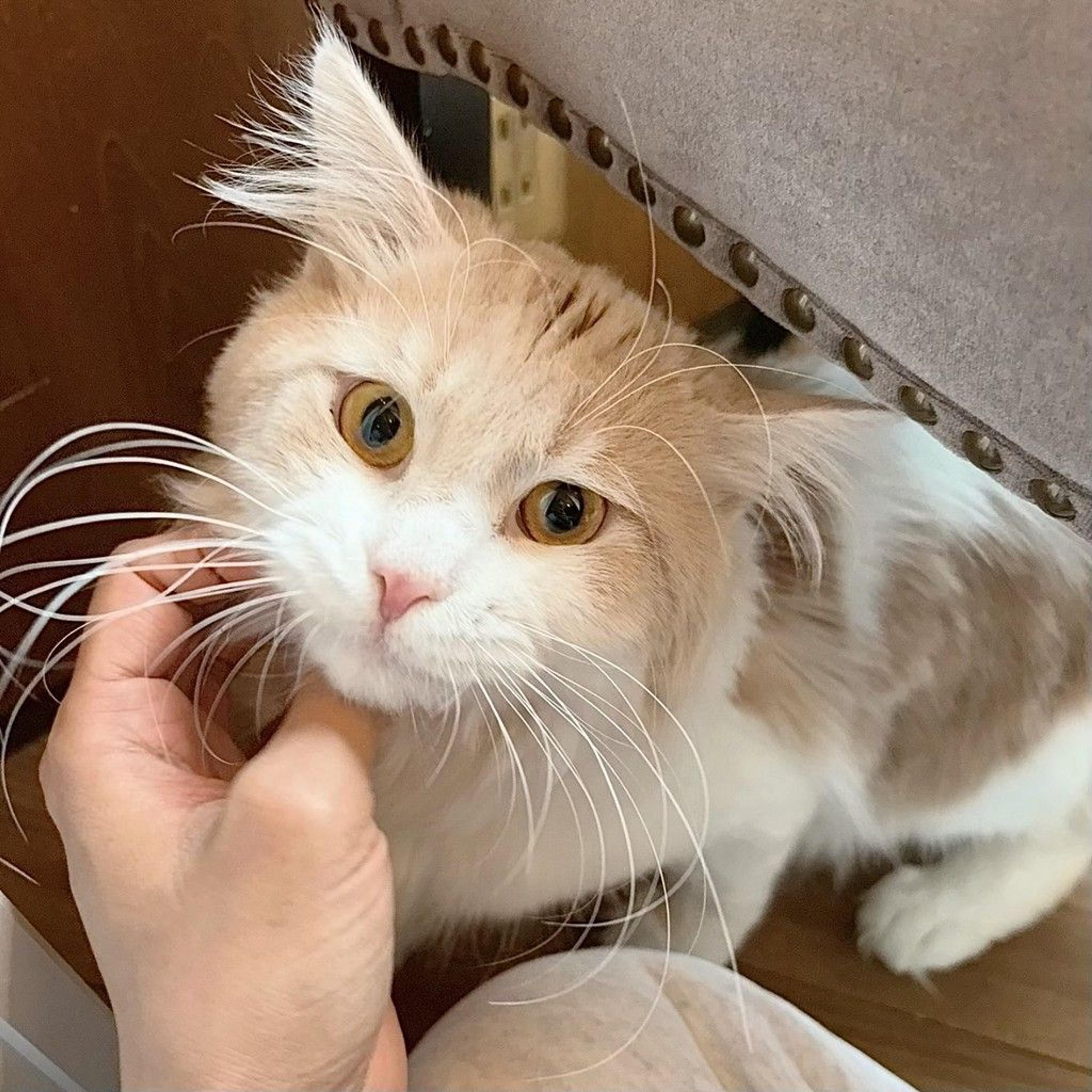 pet-image-7