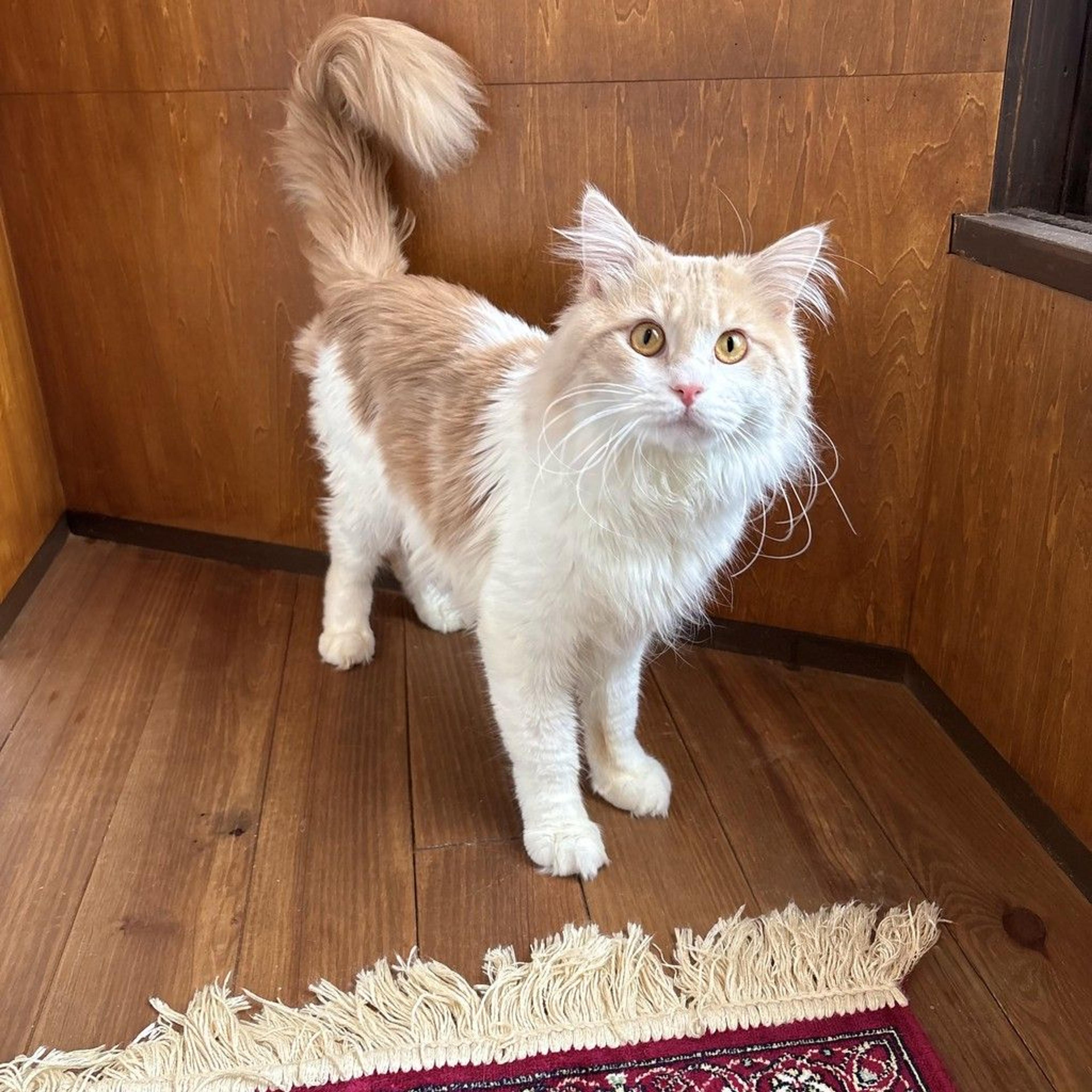 pet-image-8