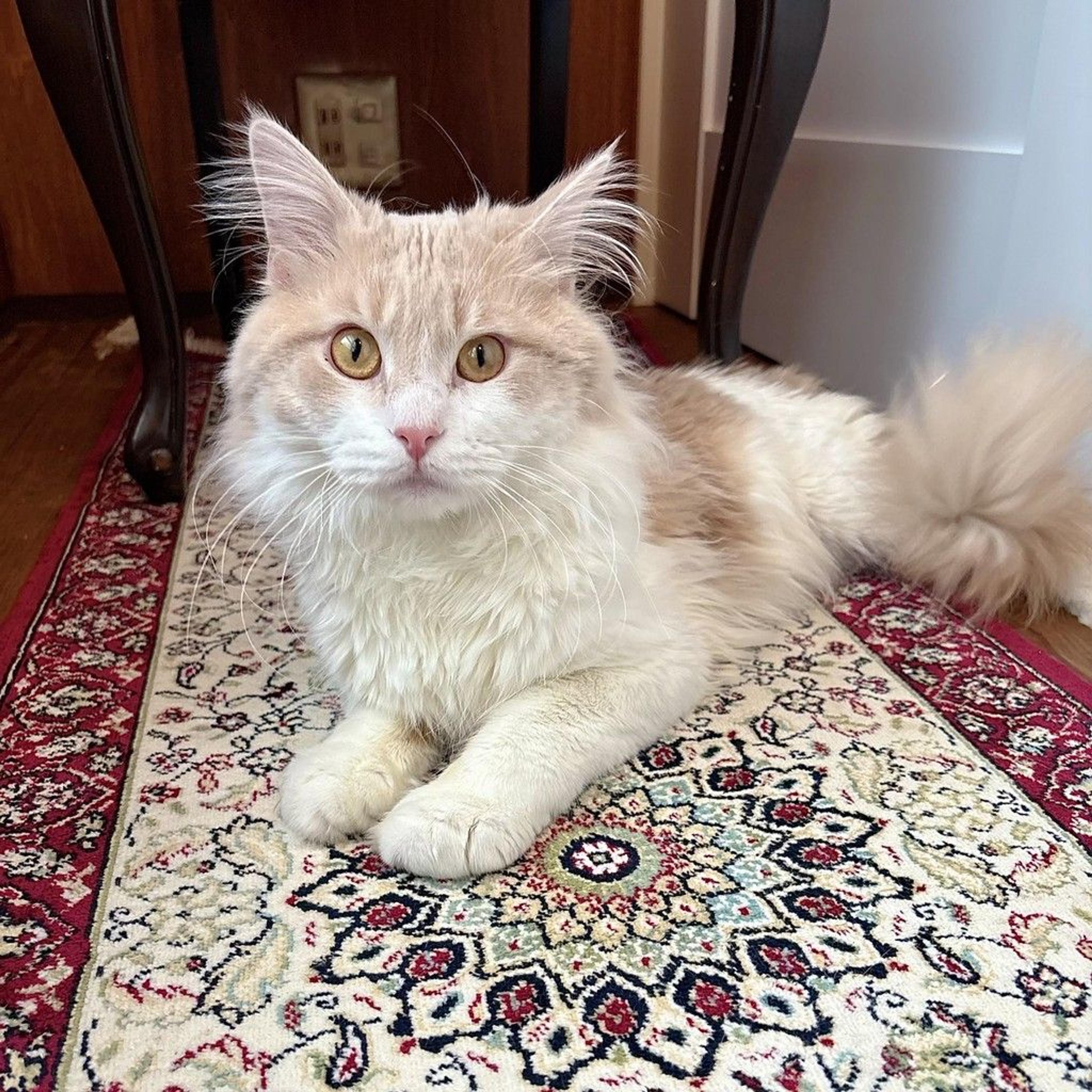 pet-image-9
