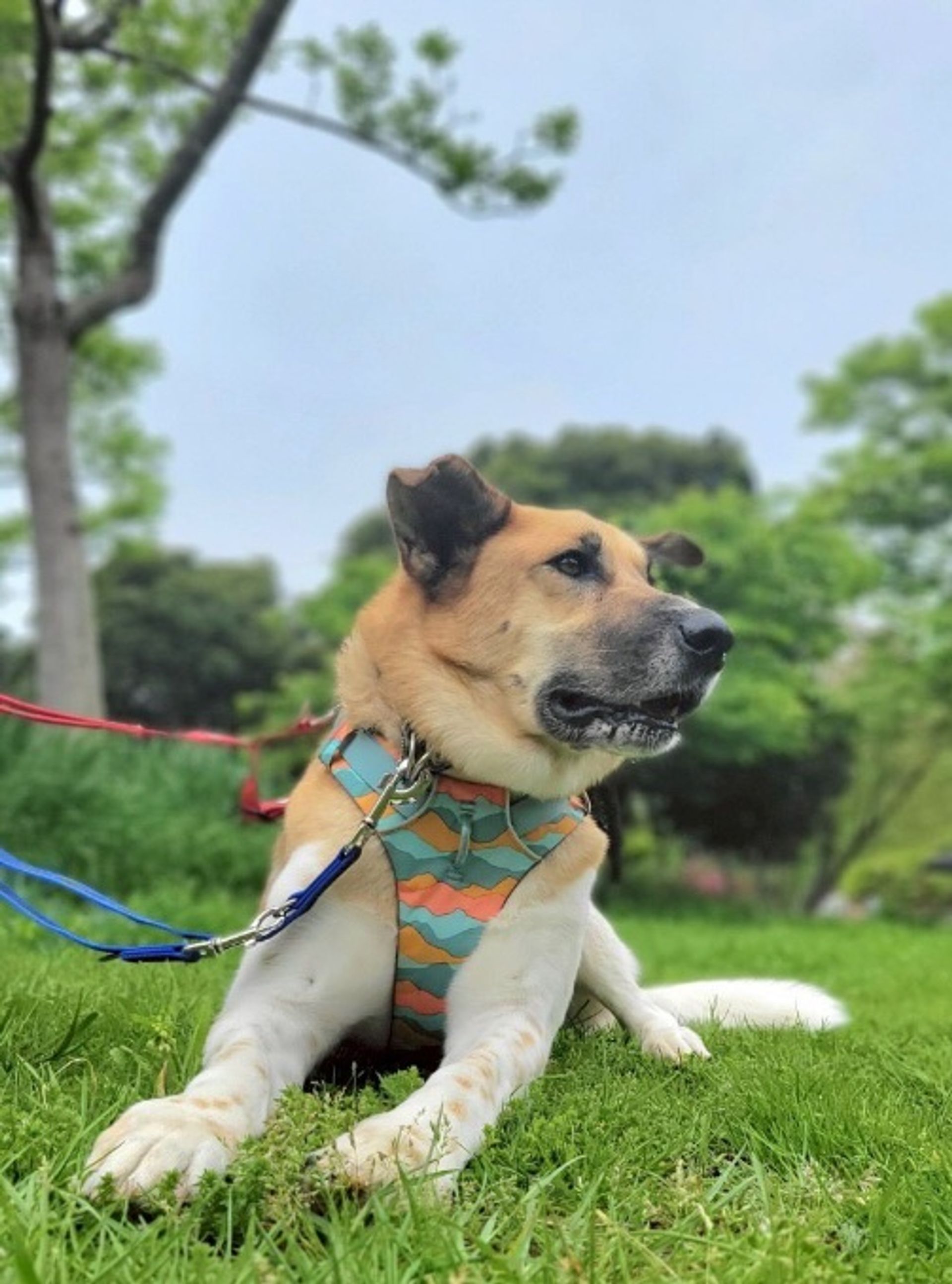 雑種（ミックス犬）・オスの里親募集の写真