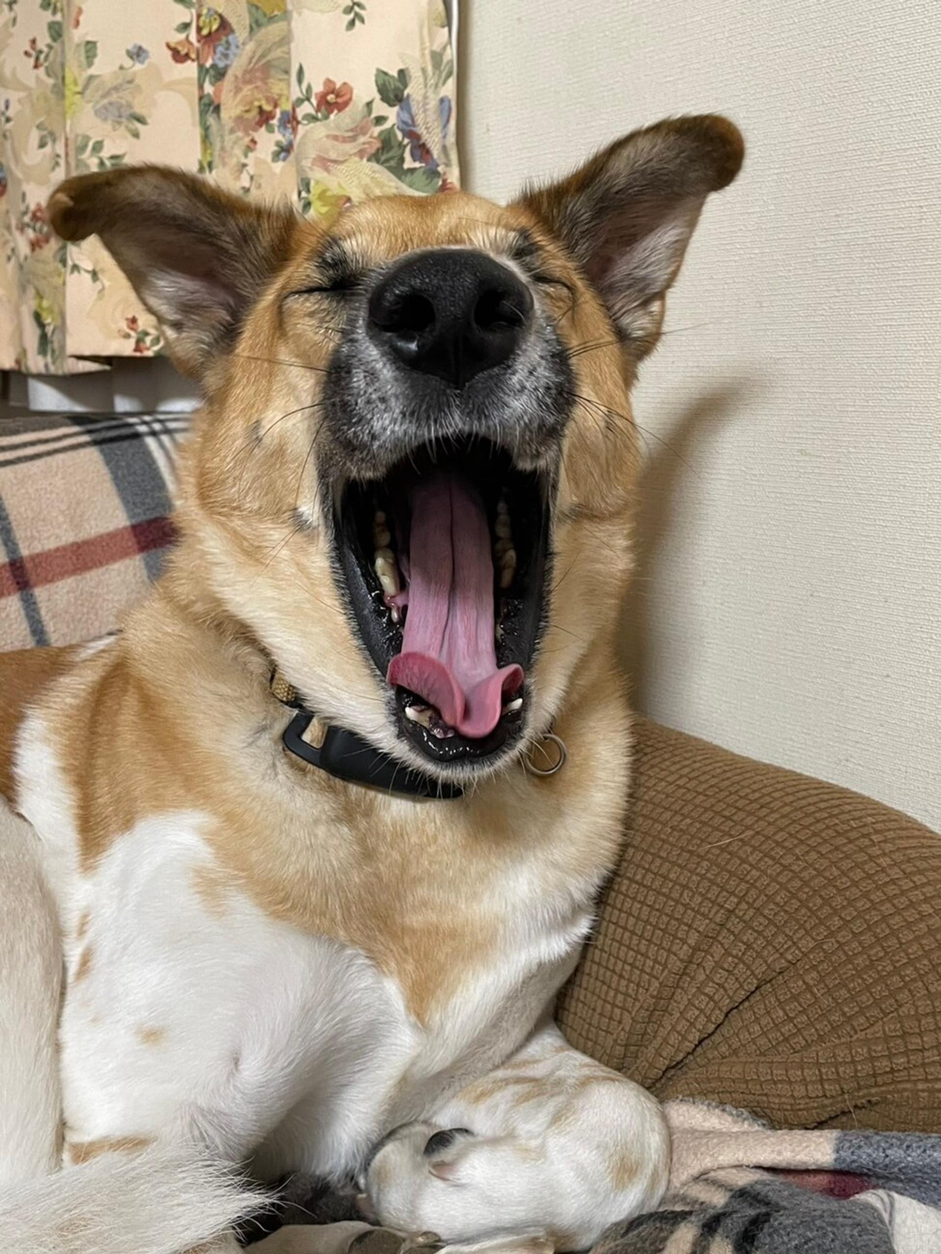 pet-image-3