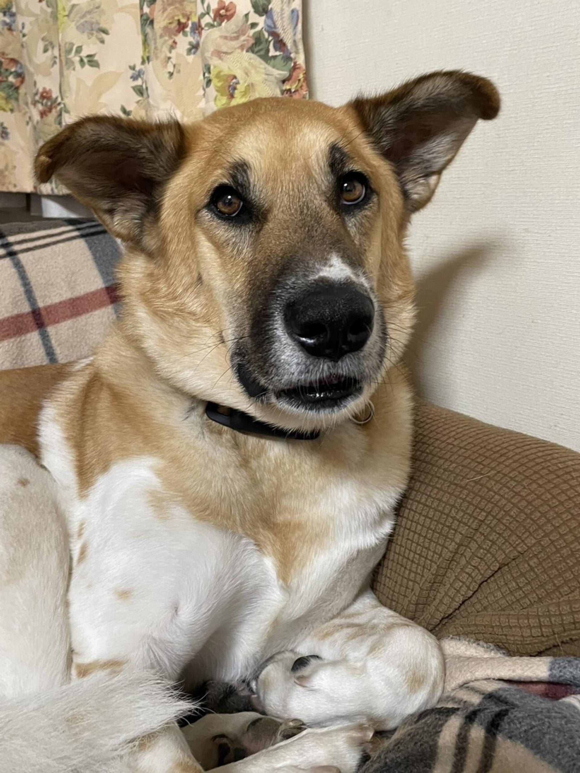 pet-image-5