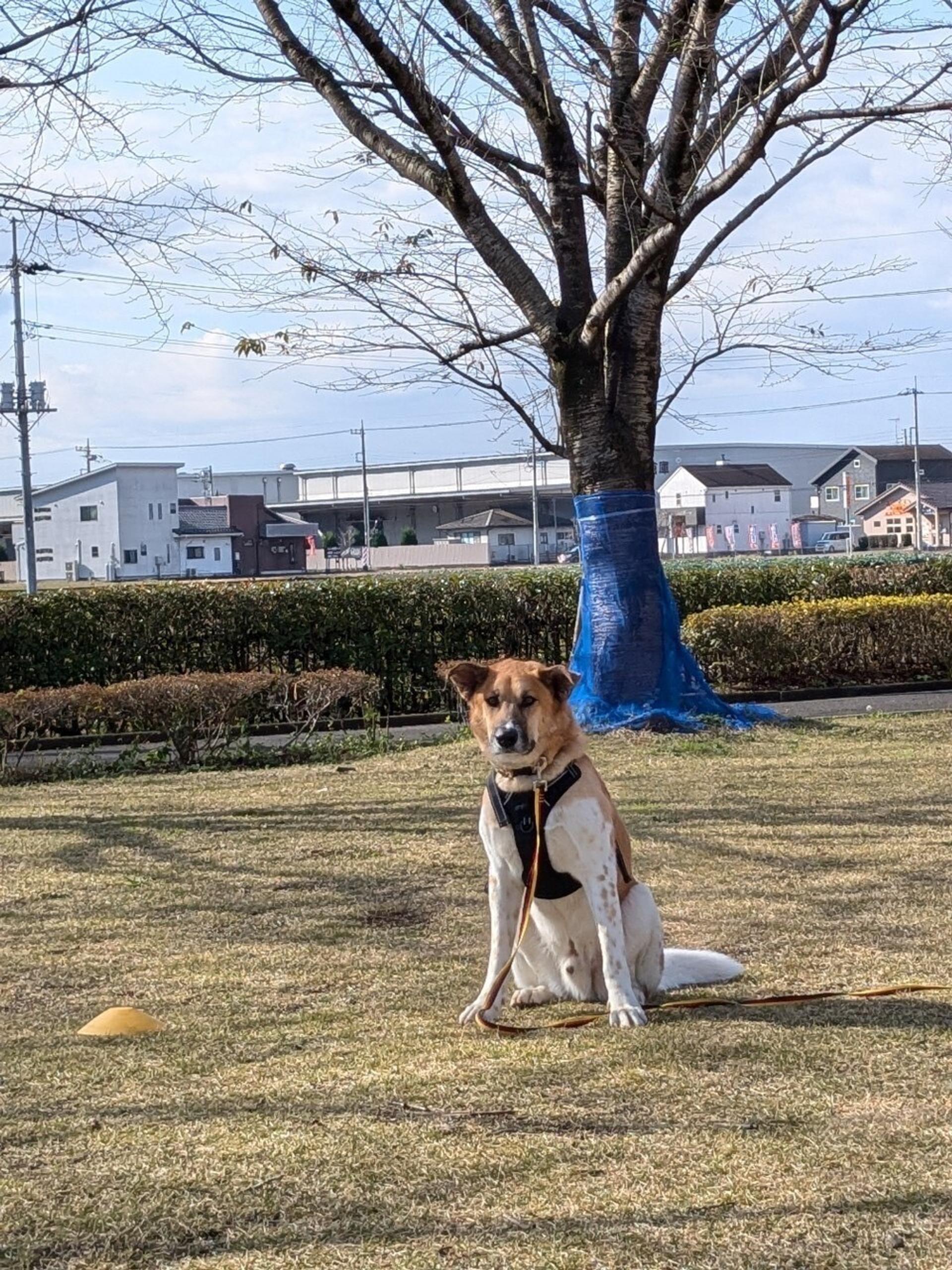 pet-image-7