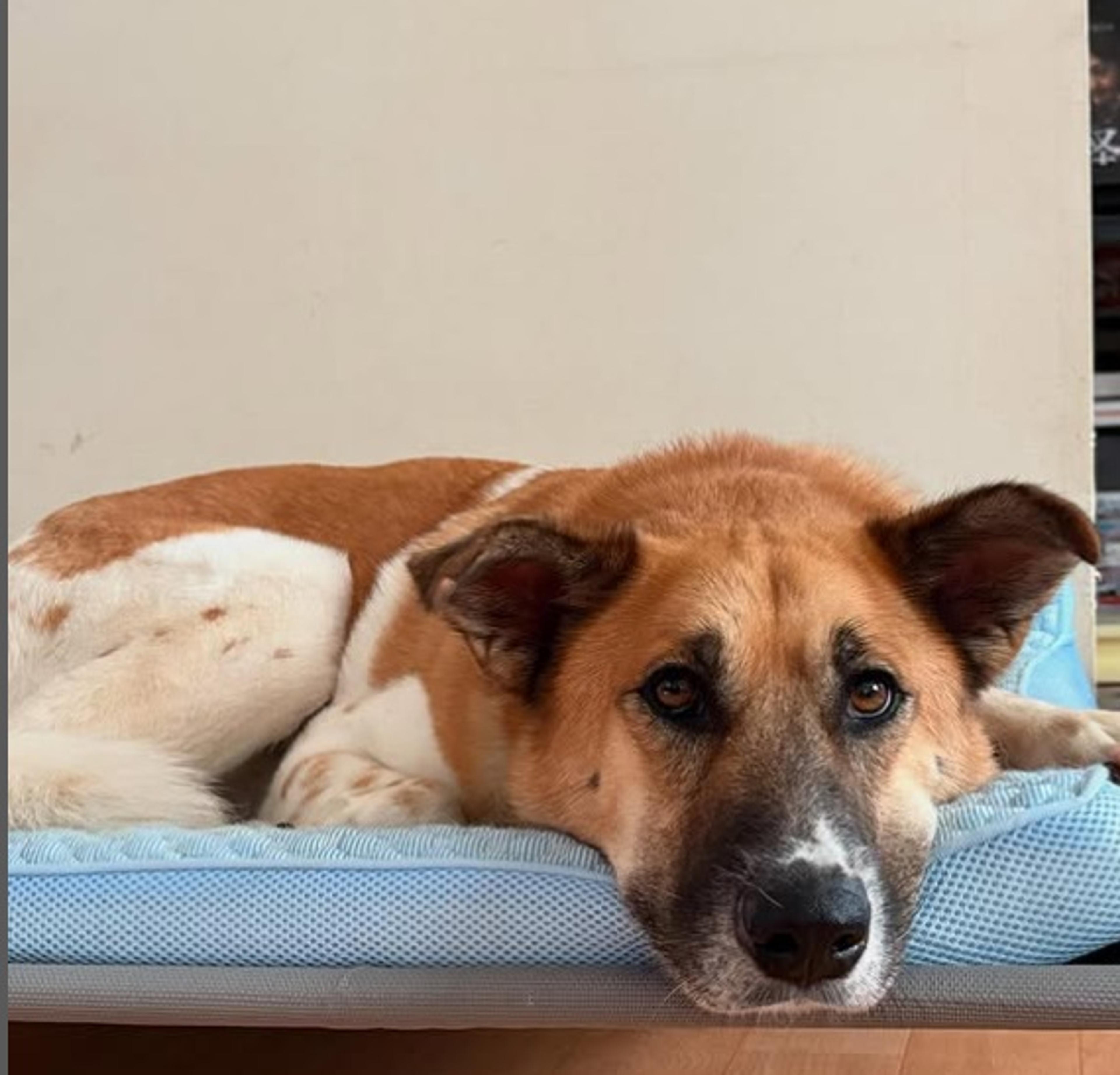 pet-image-9