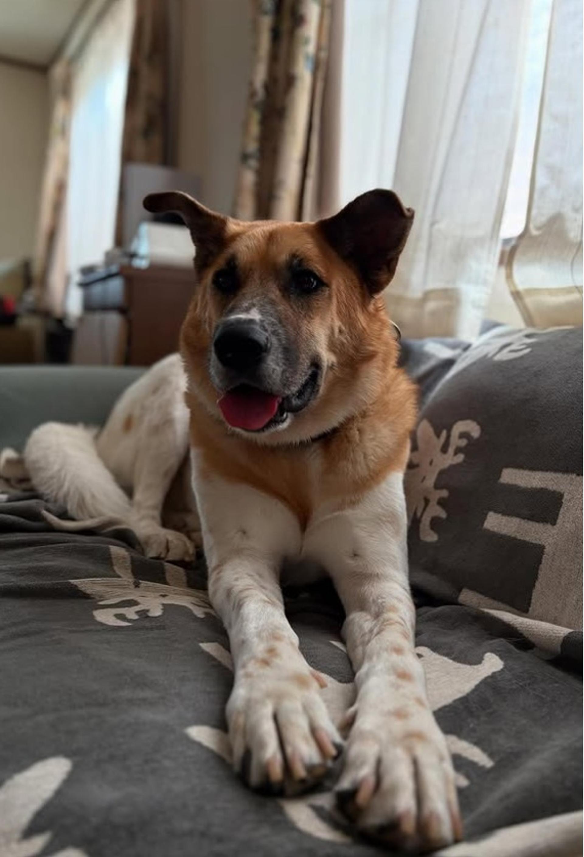 pet-image-10