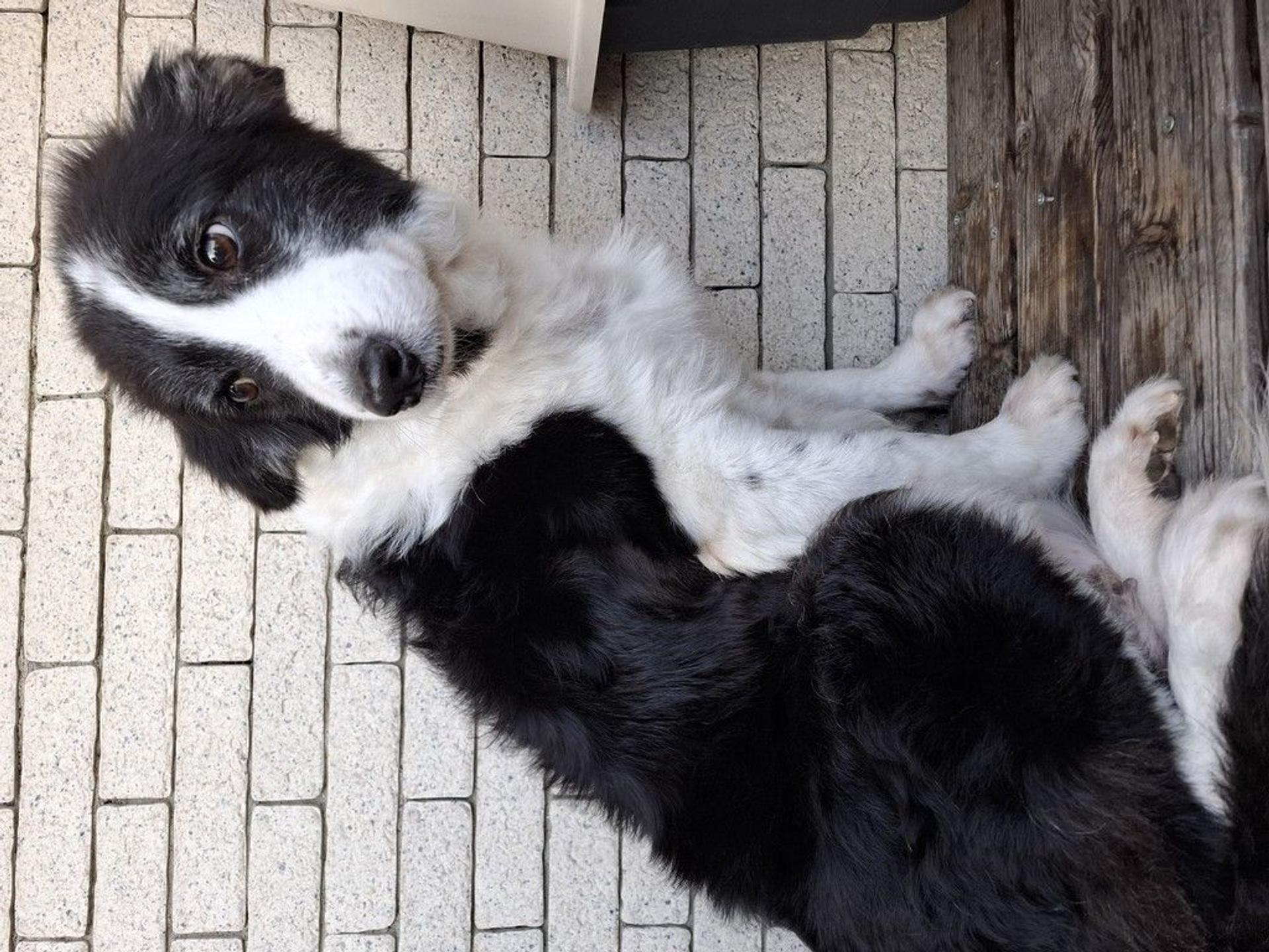pet-image-2