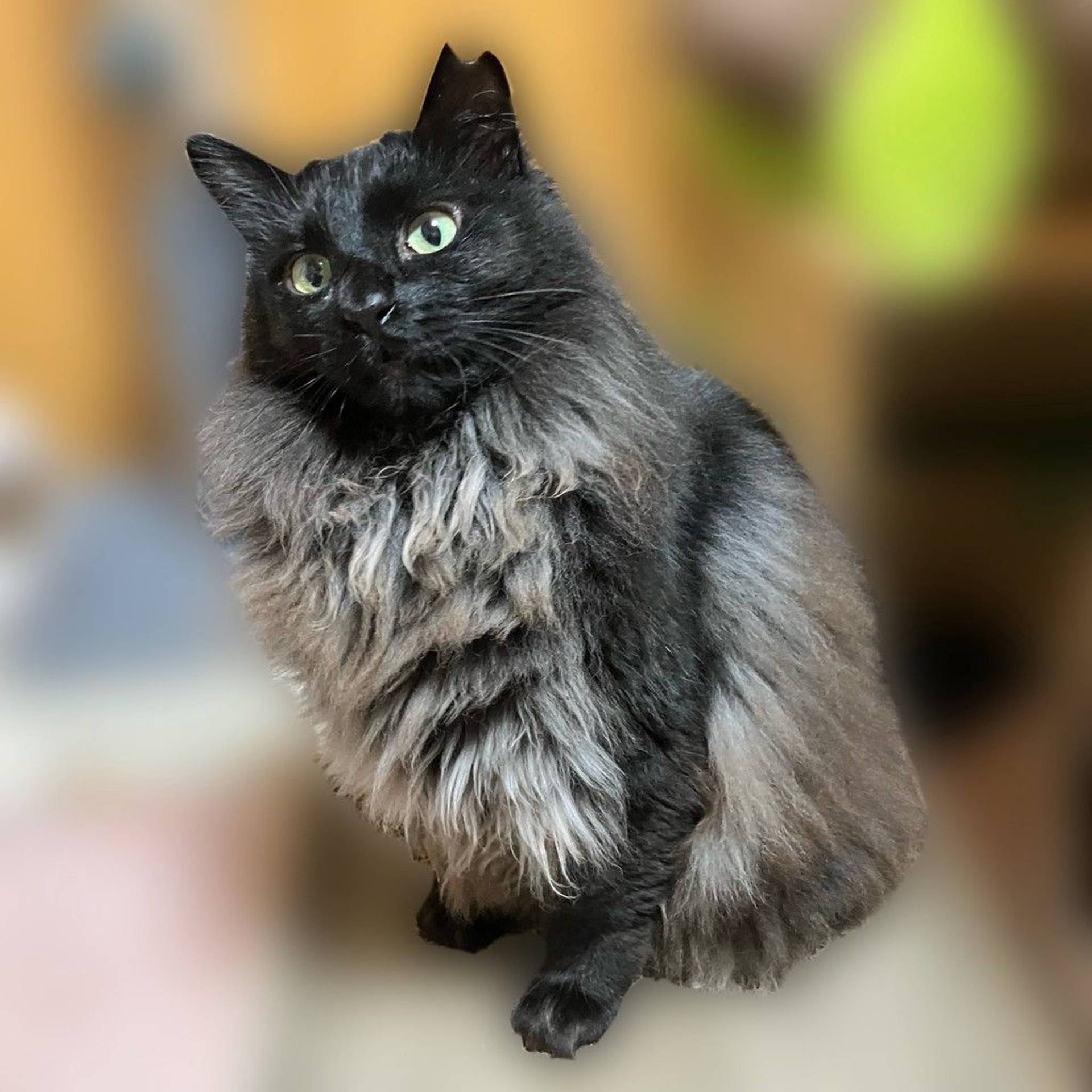 雑種（ミックス猫）・メスの里親募集の写真