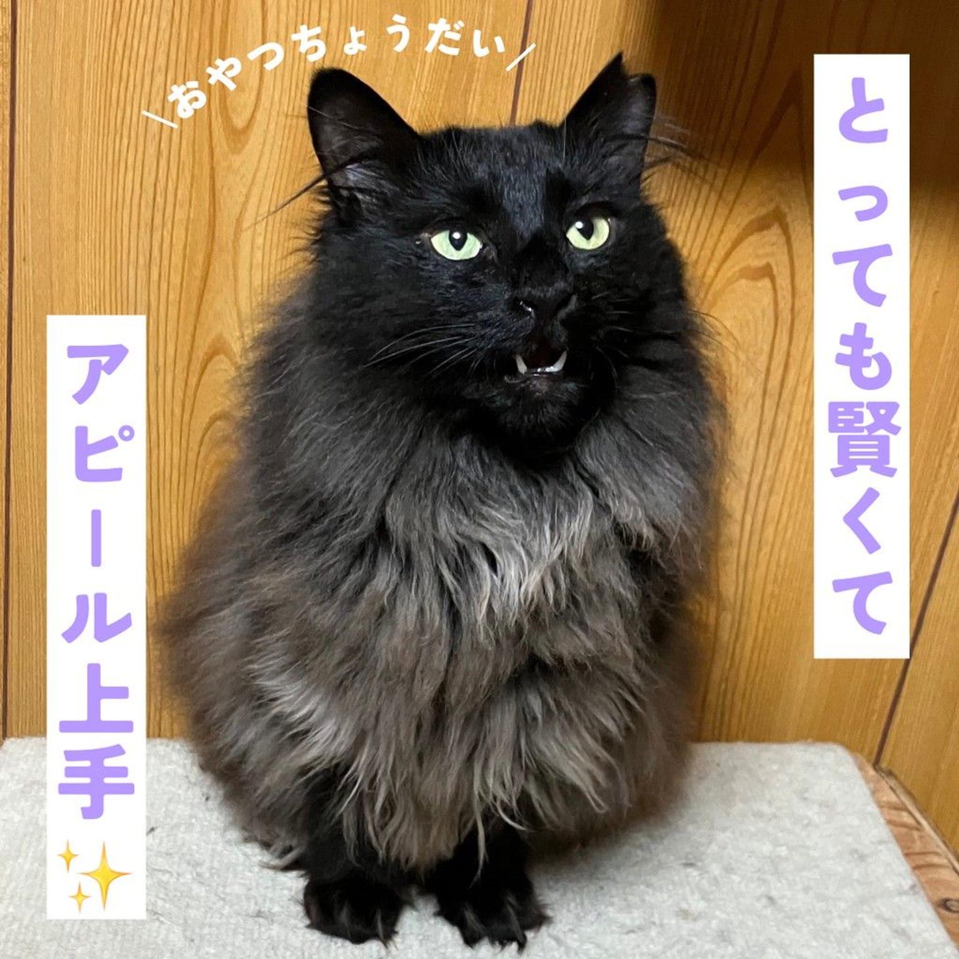 pet-image-3