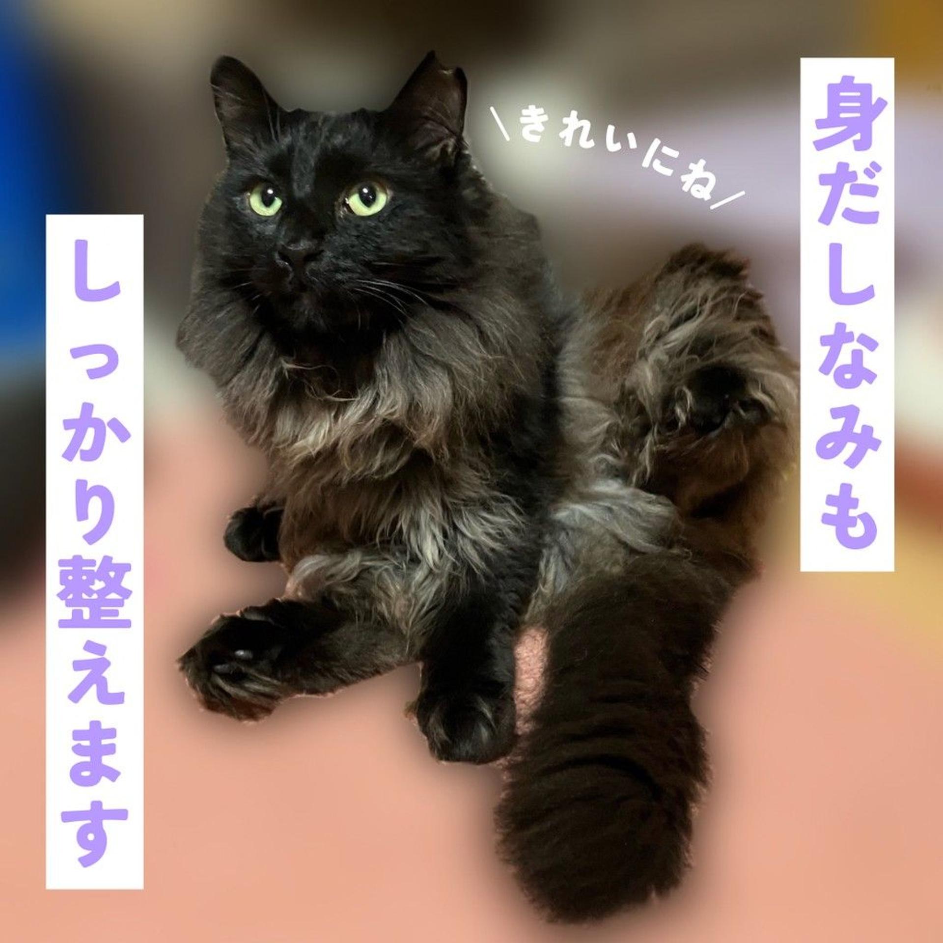 pet-image-5