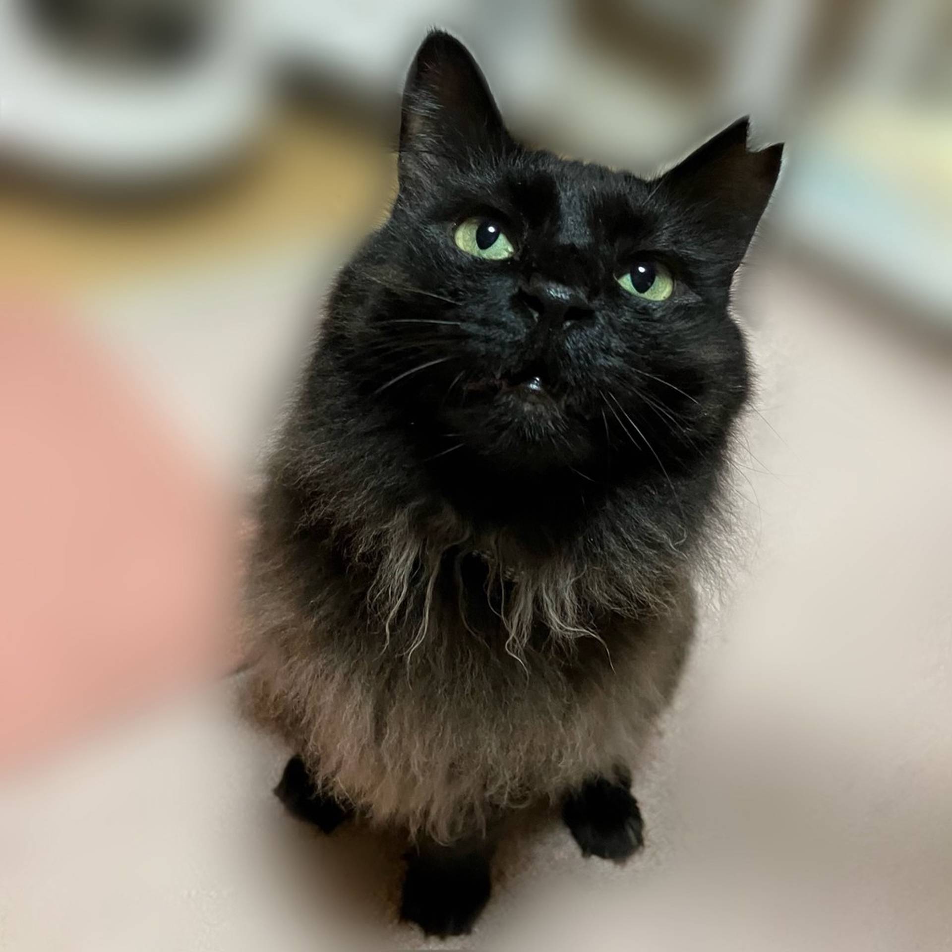 雑種（ミックス猫）・メスの里親募集の写真