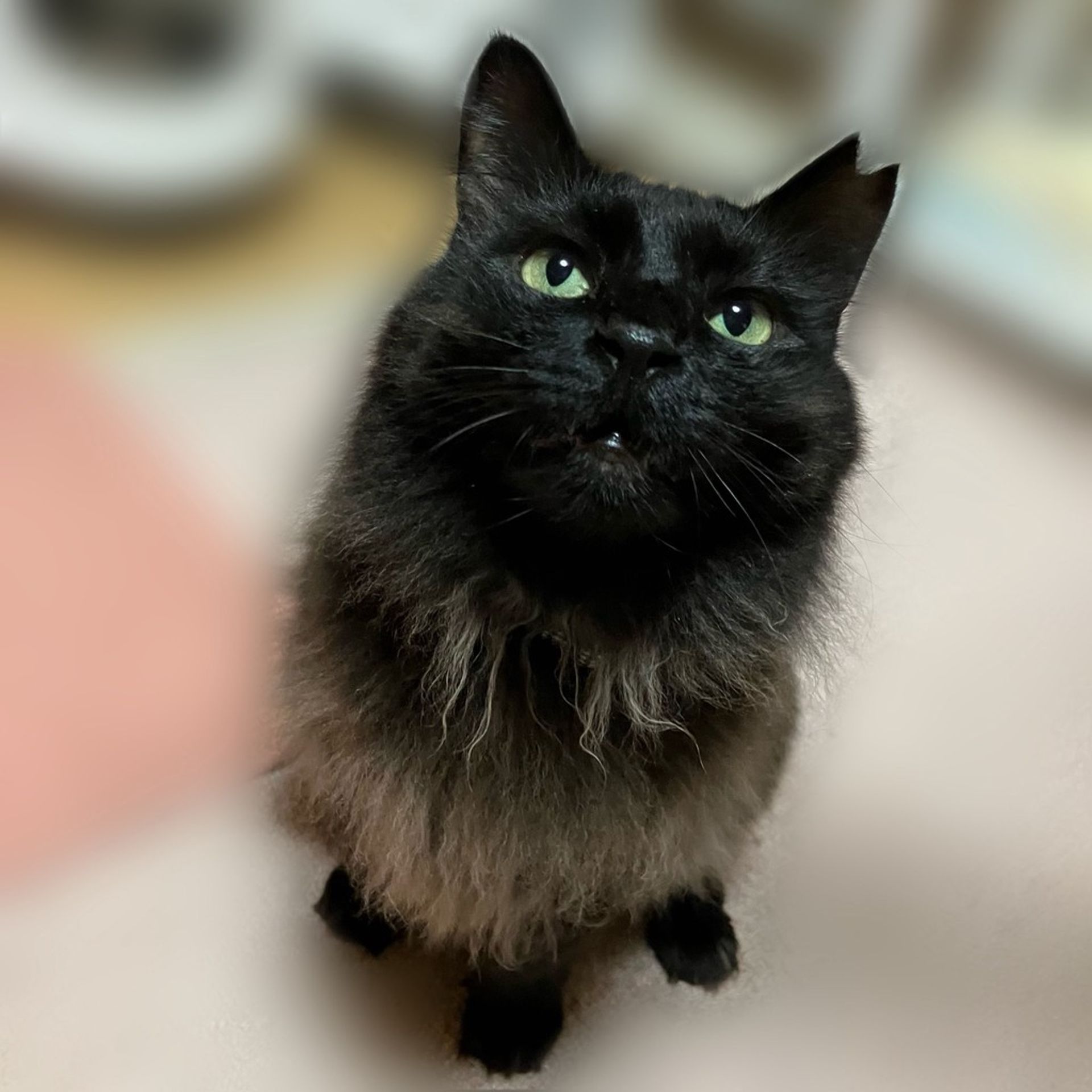 雑種（ミックス猫）・メスの里親募集の写真