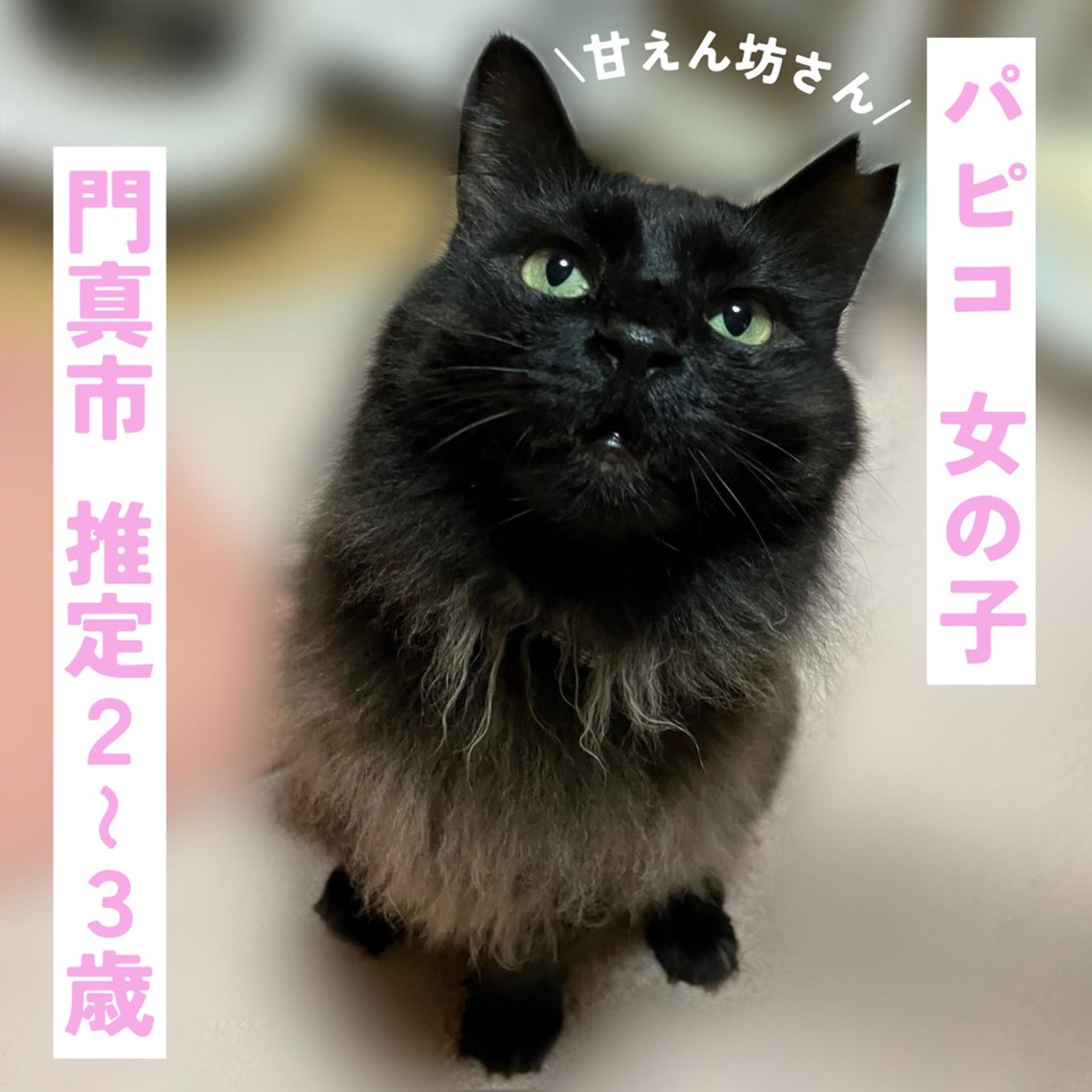 pet-image-2