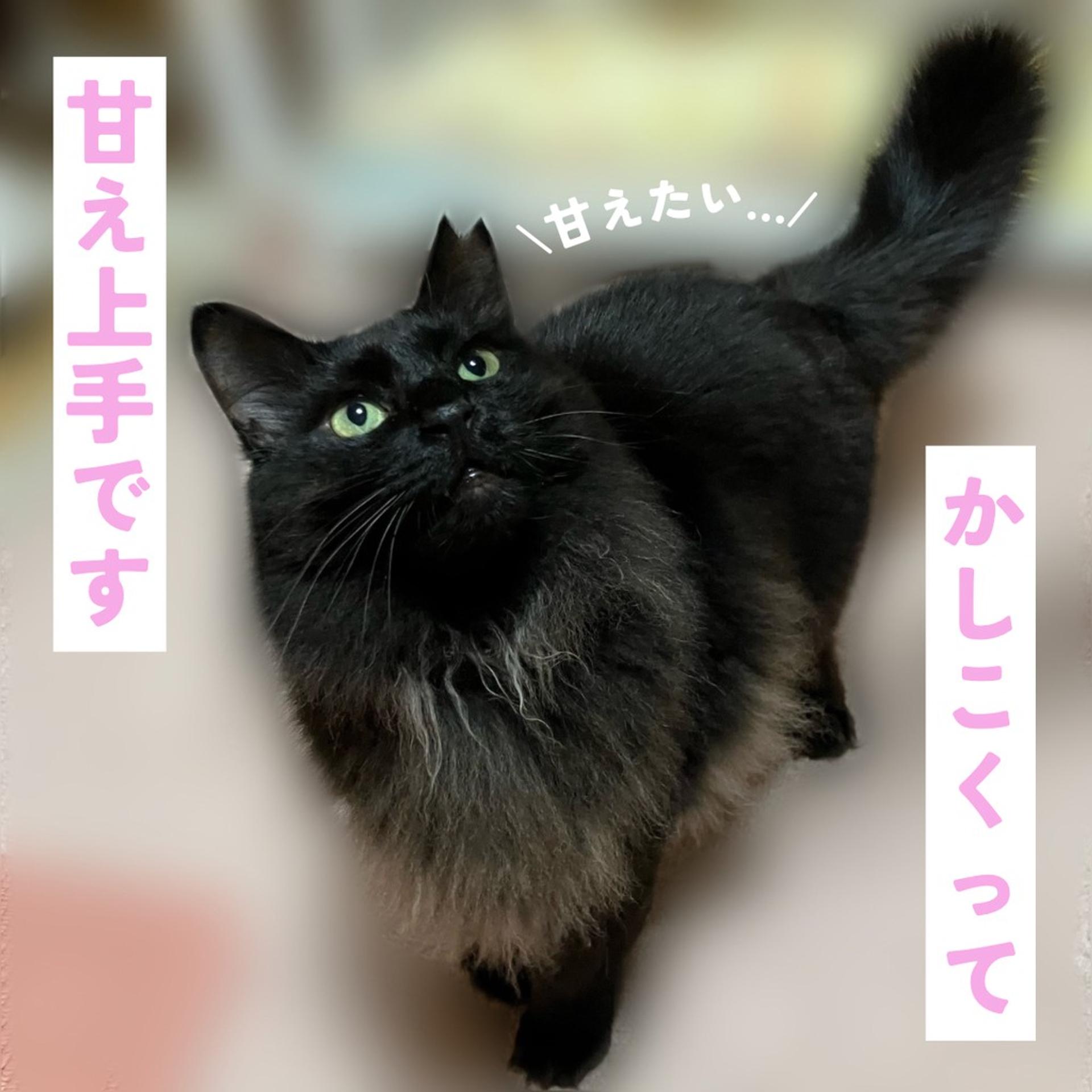 pet-image-3