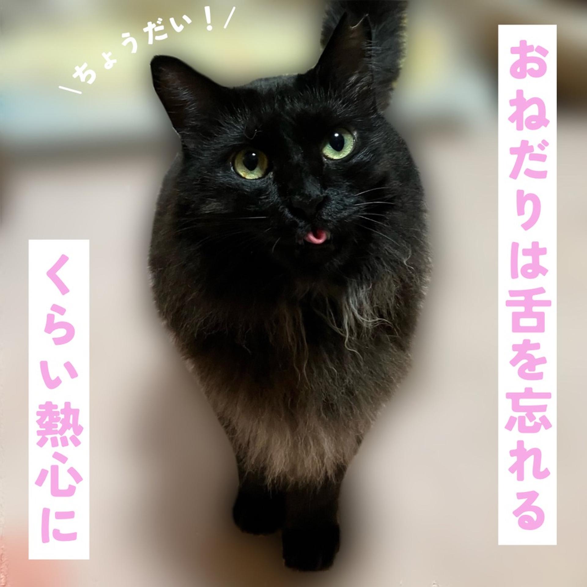 pet-image-4