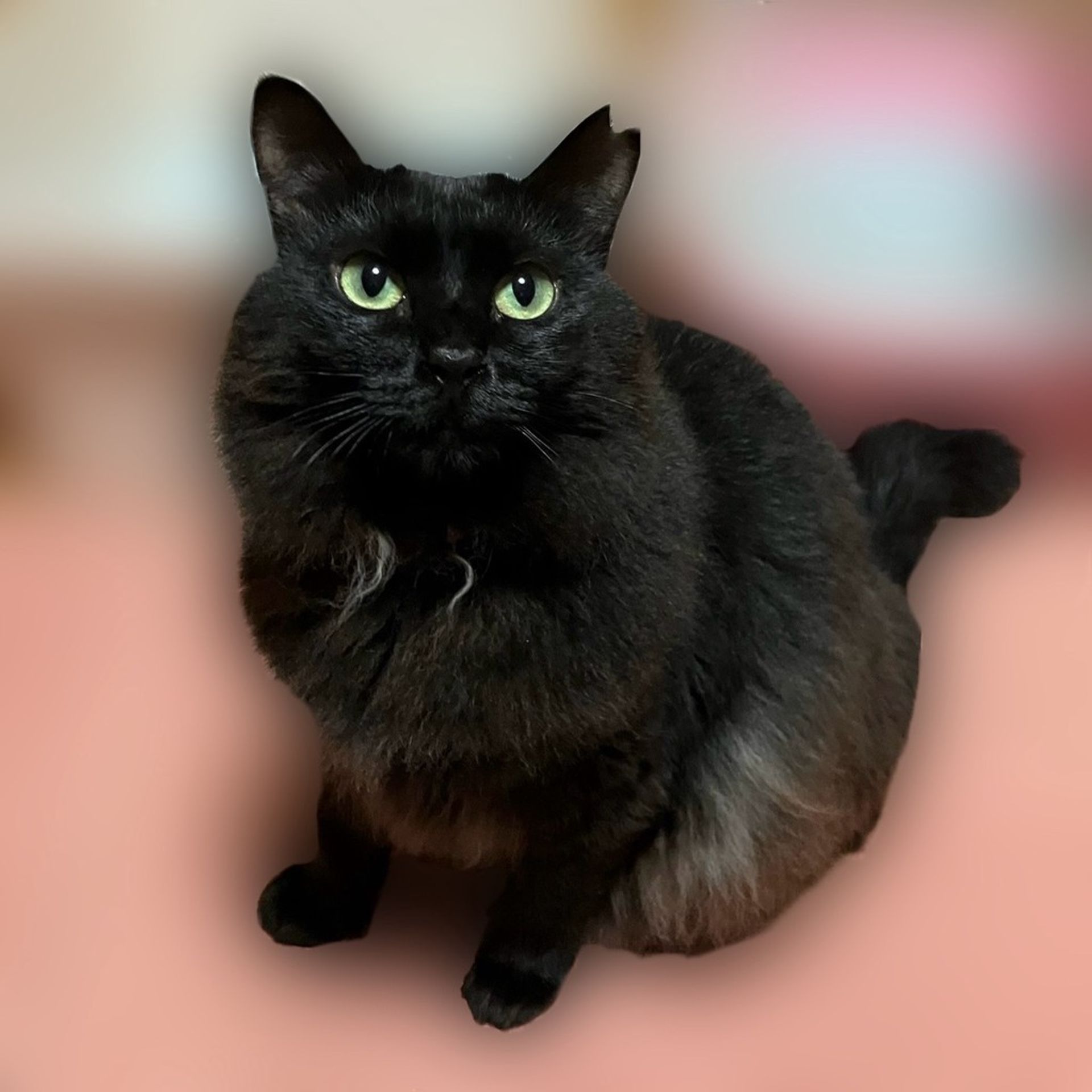 雑種（ミックス猫）・メスの里親募集の写真