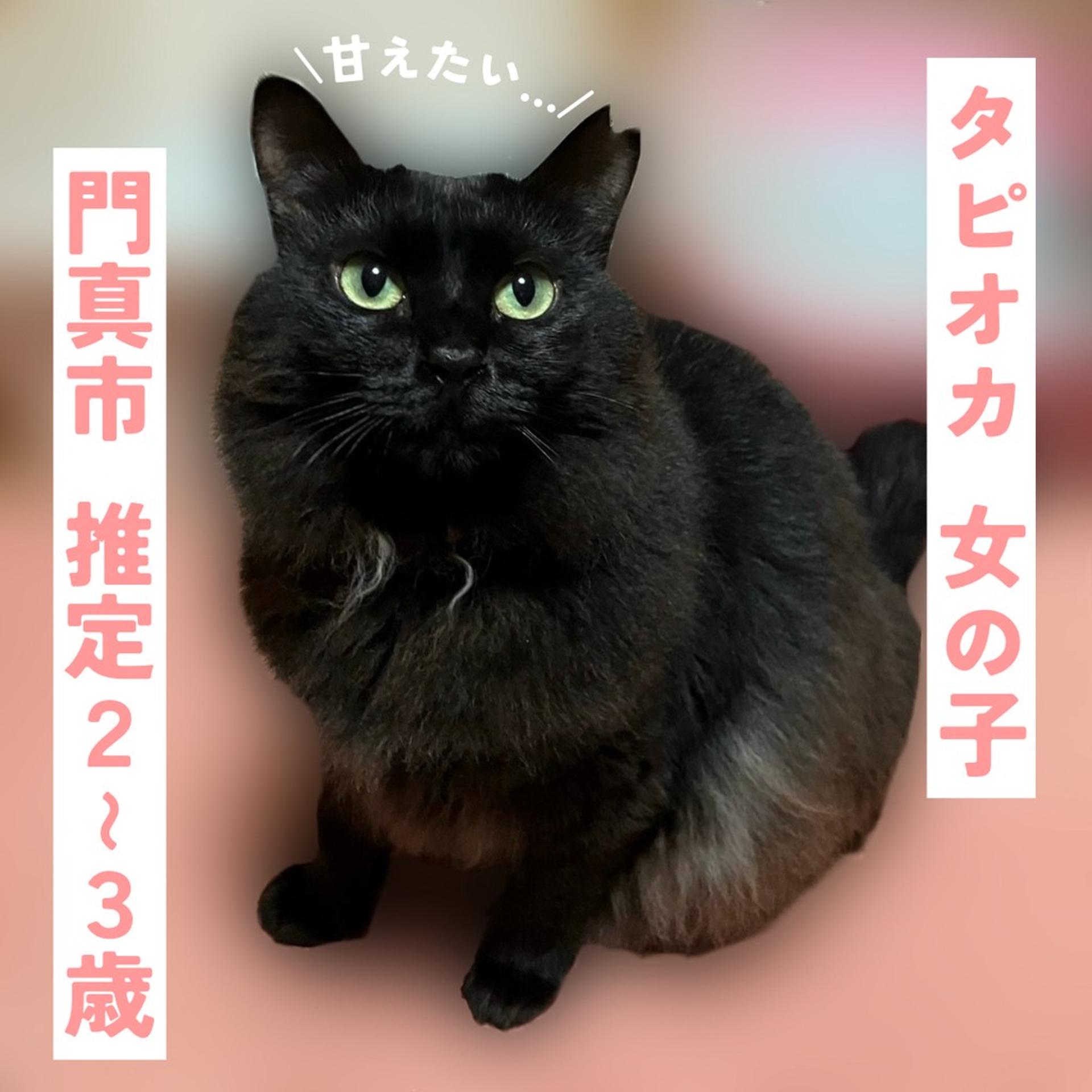 pet-image-2