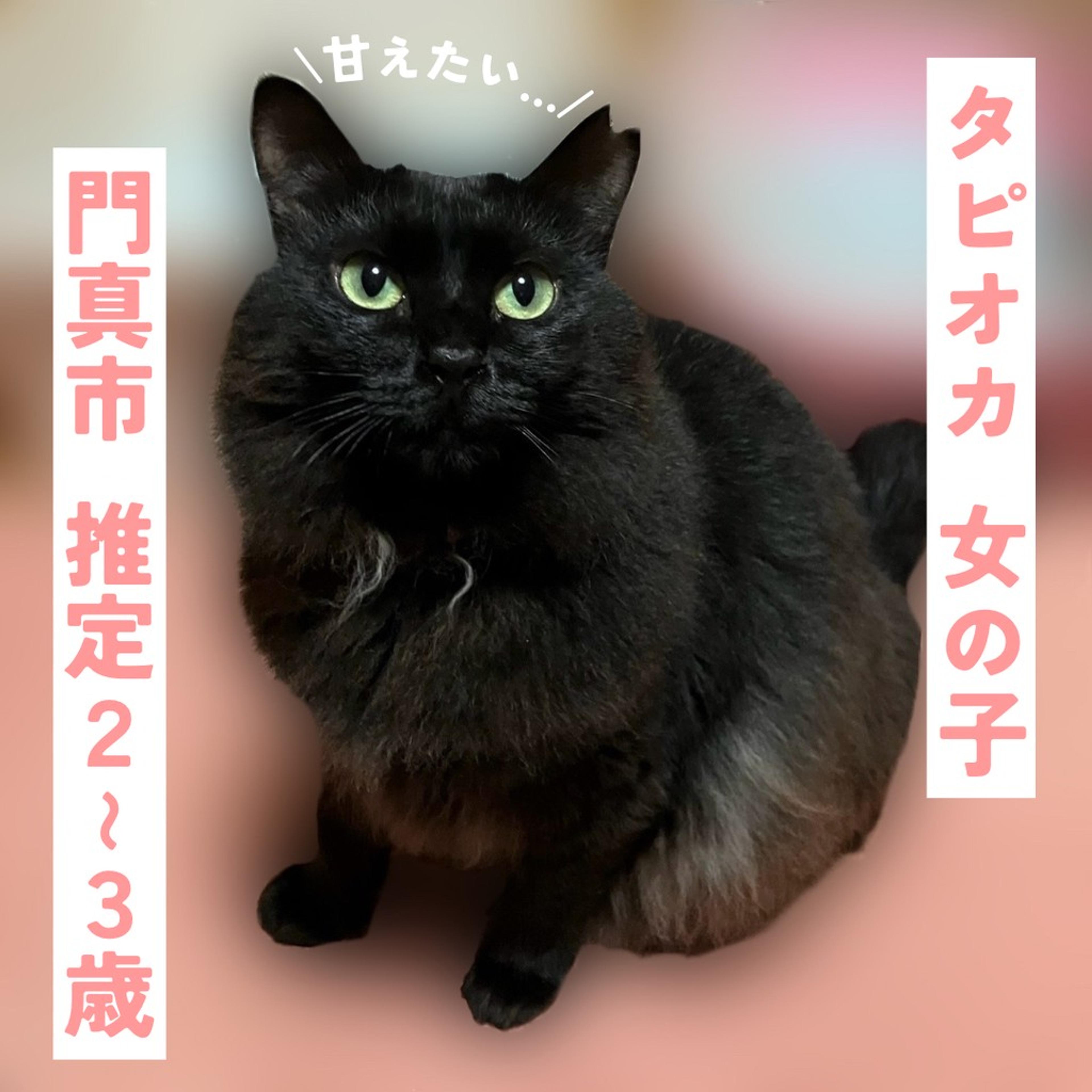 pet-image-2