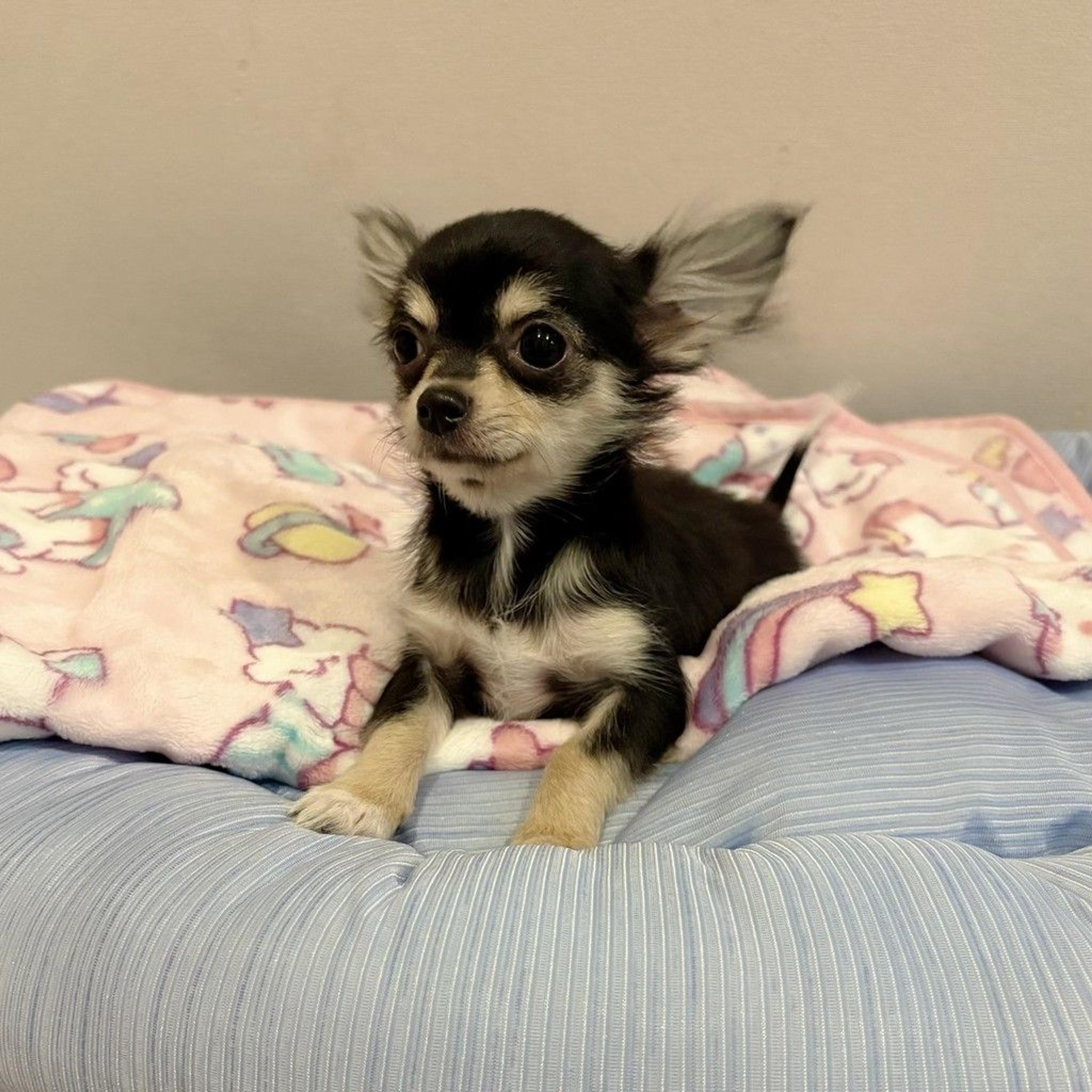 pet-image-2