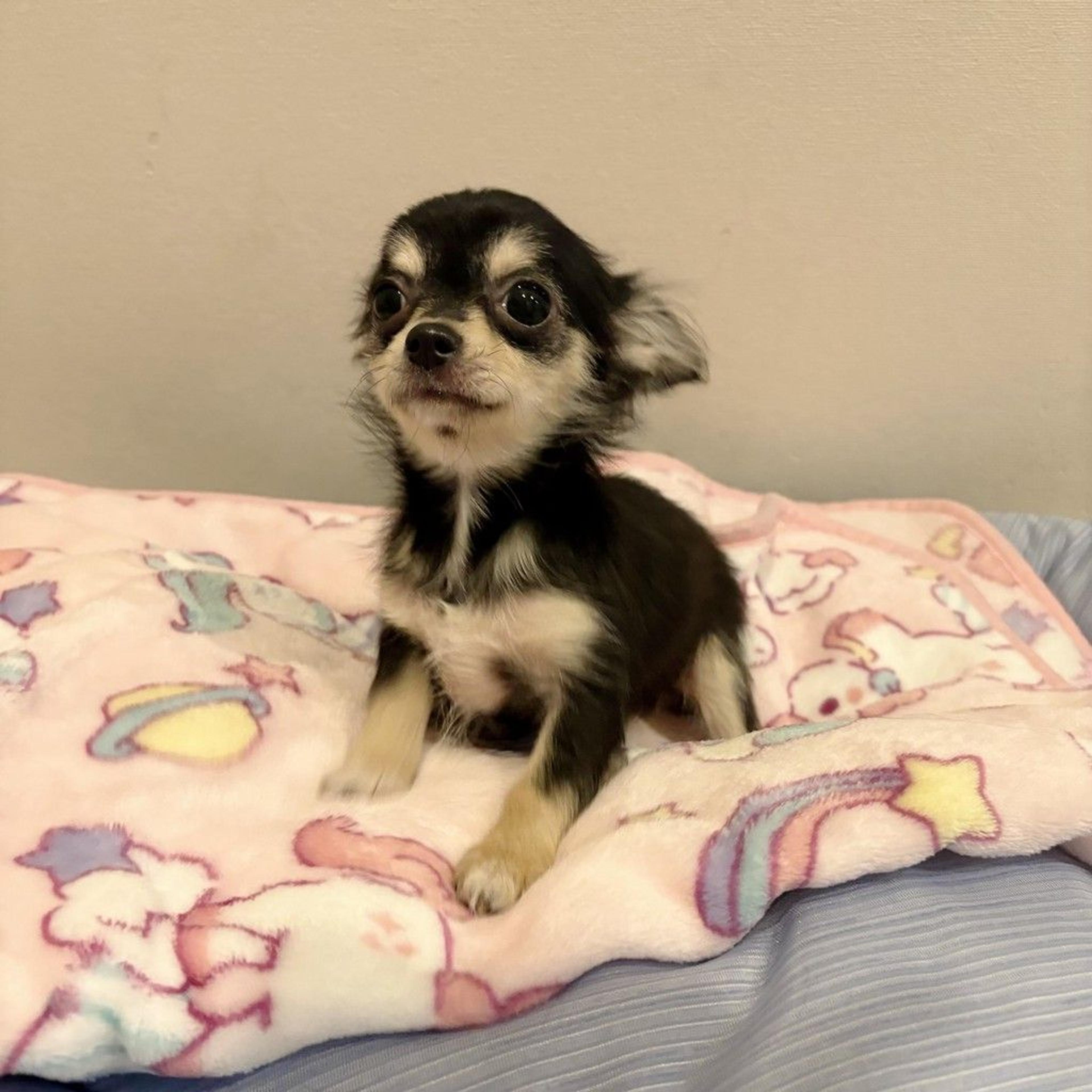 pet-image-3