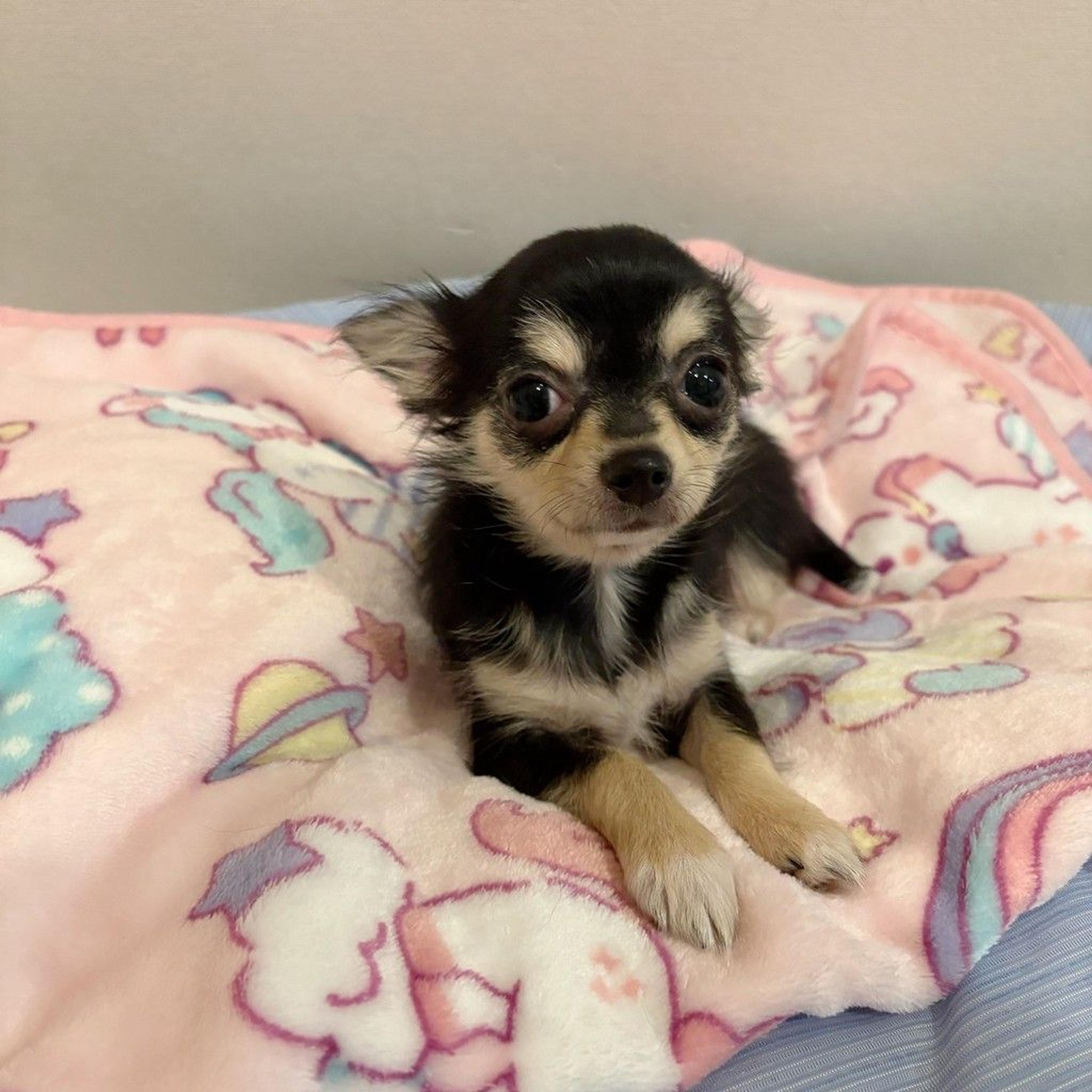 pet-image-4