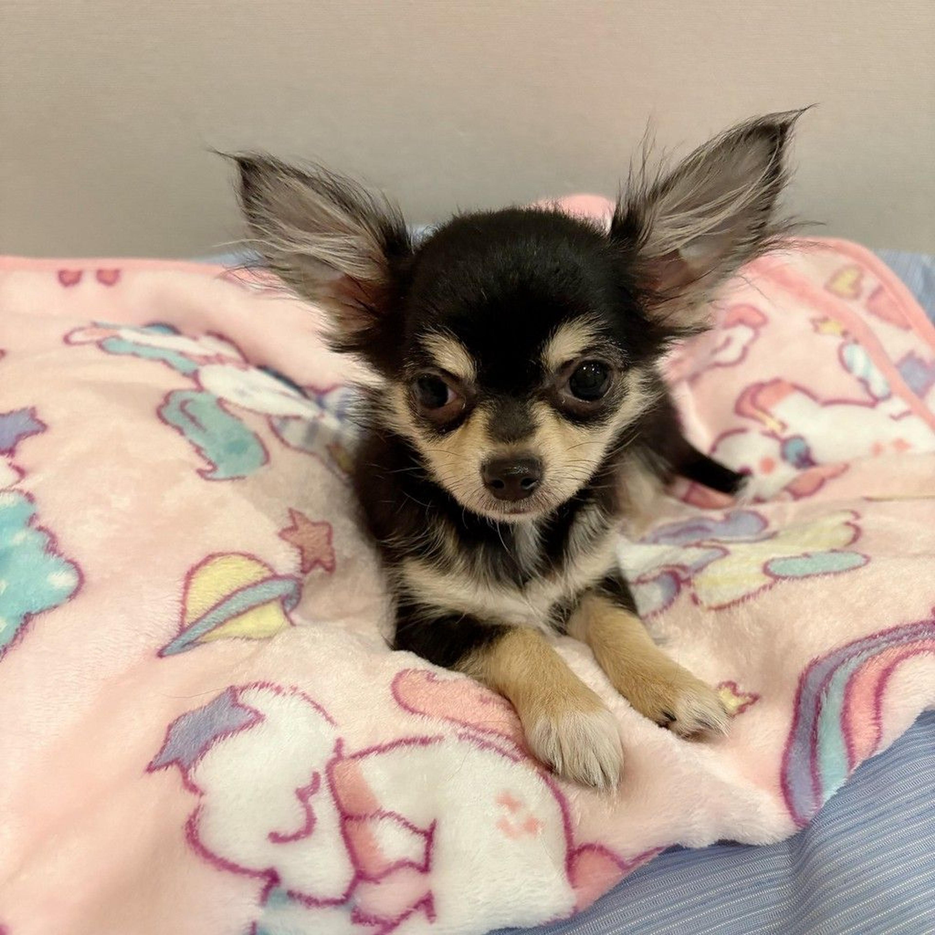 pet-image-5